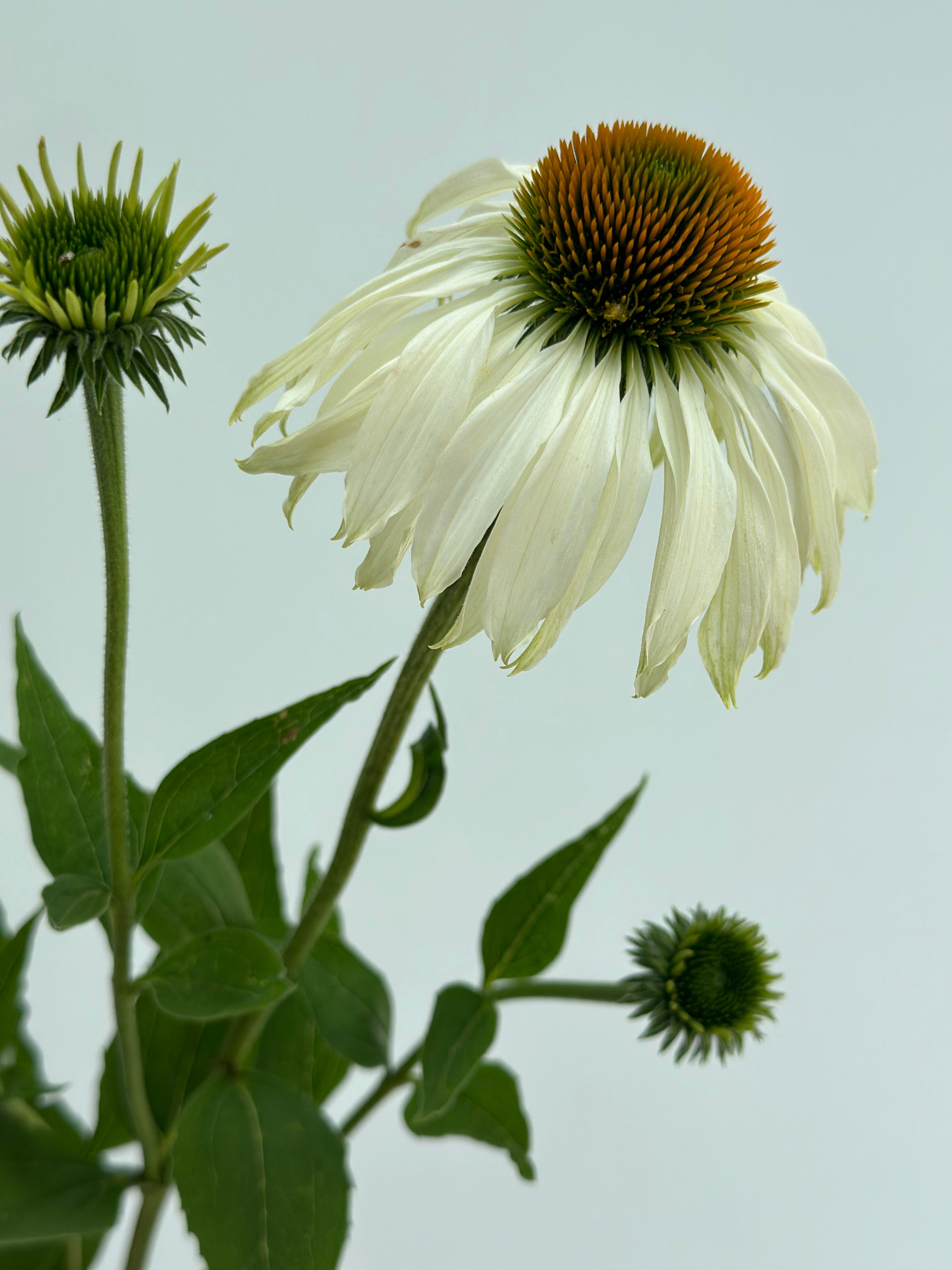 Echinacea purpurea White Swan