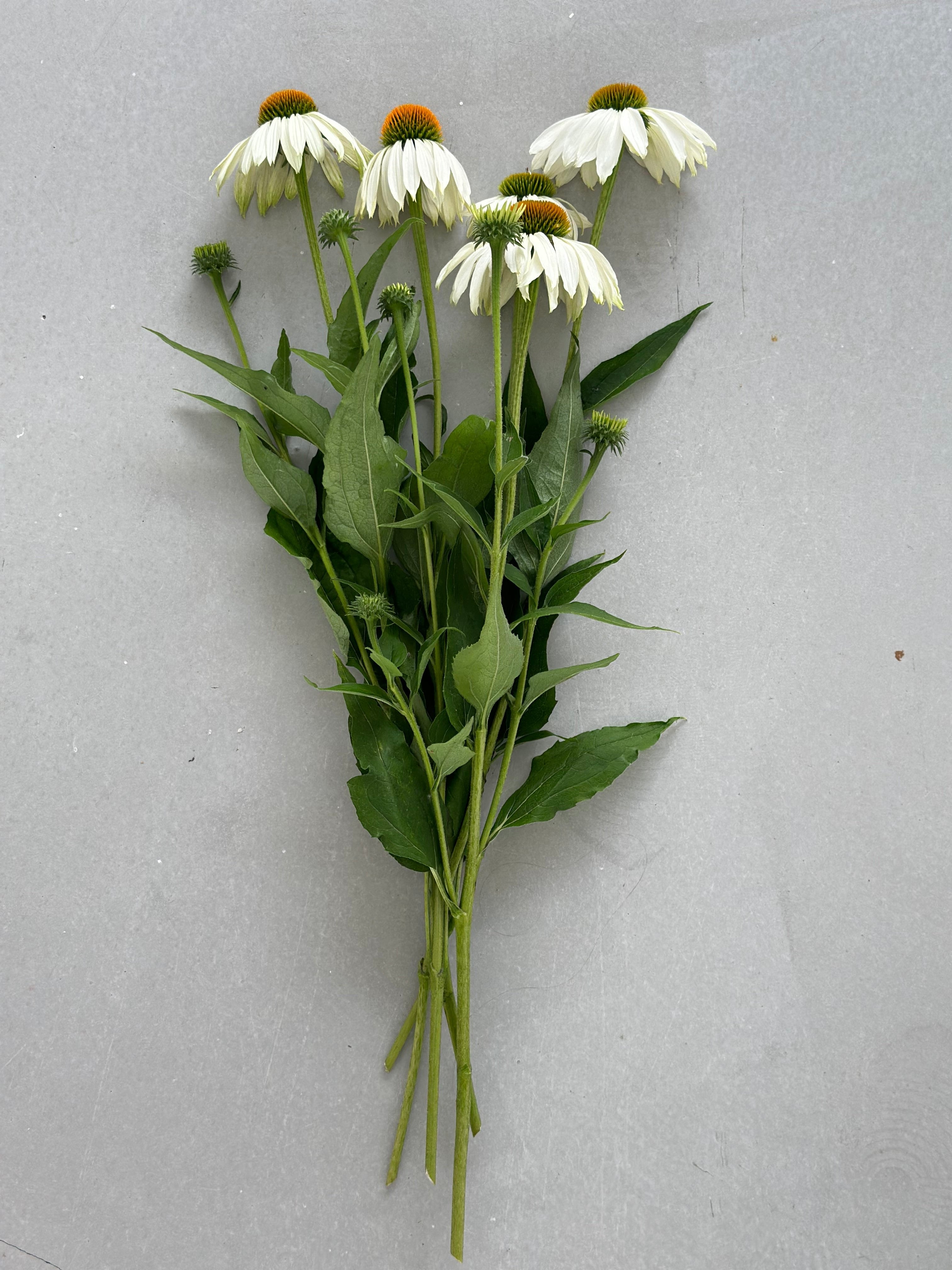 Echinacea purpurea White Swan