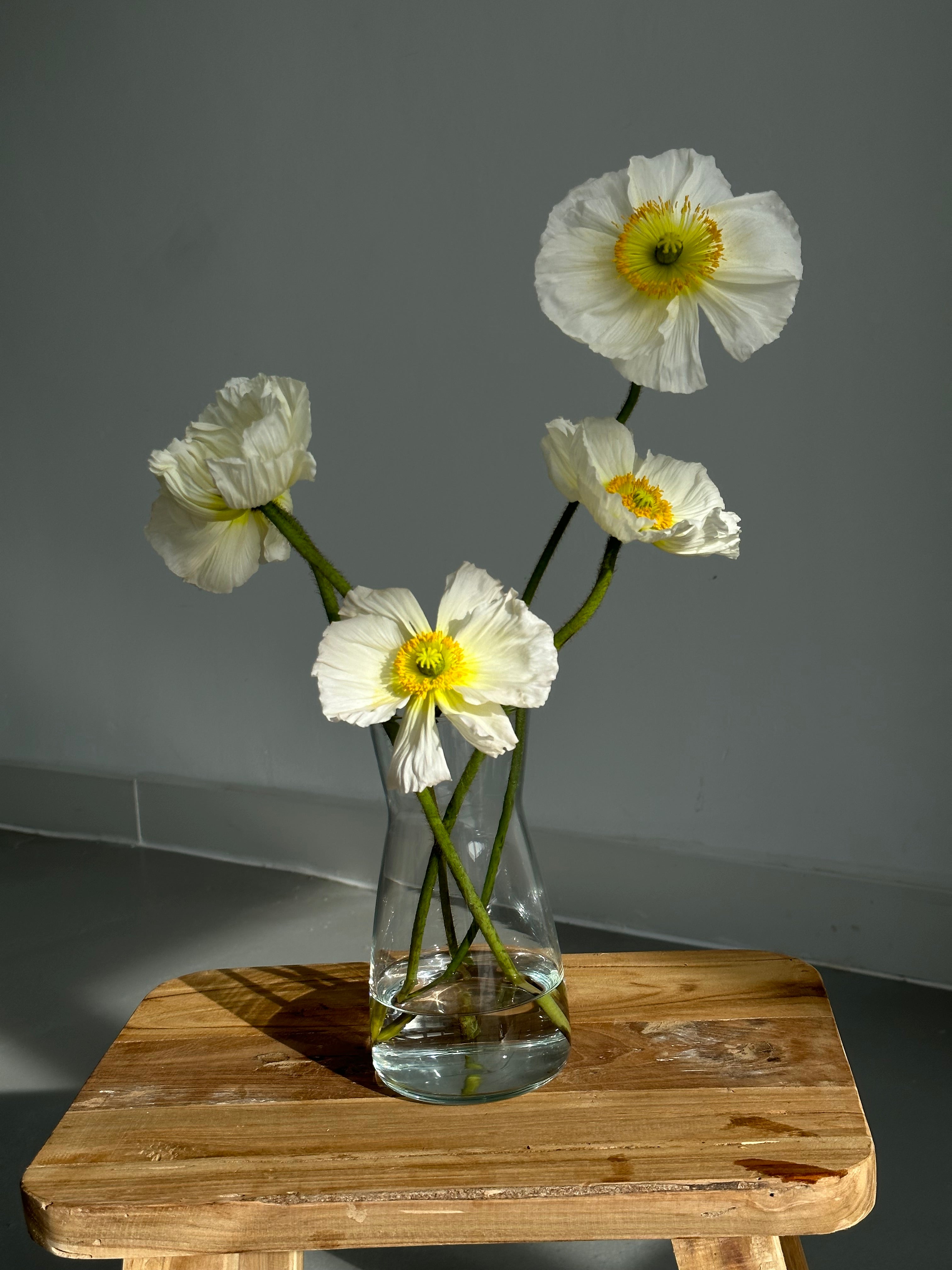 Iceland Poppy Colibri White