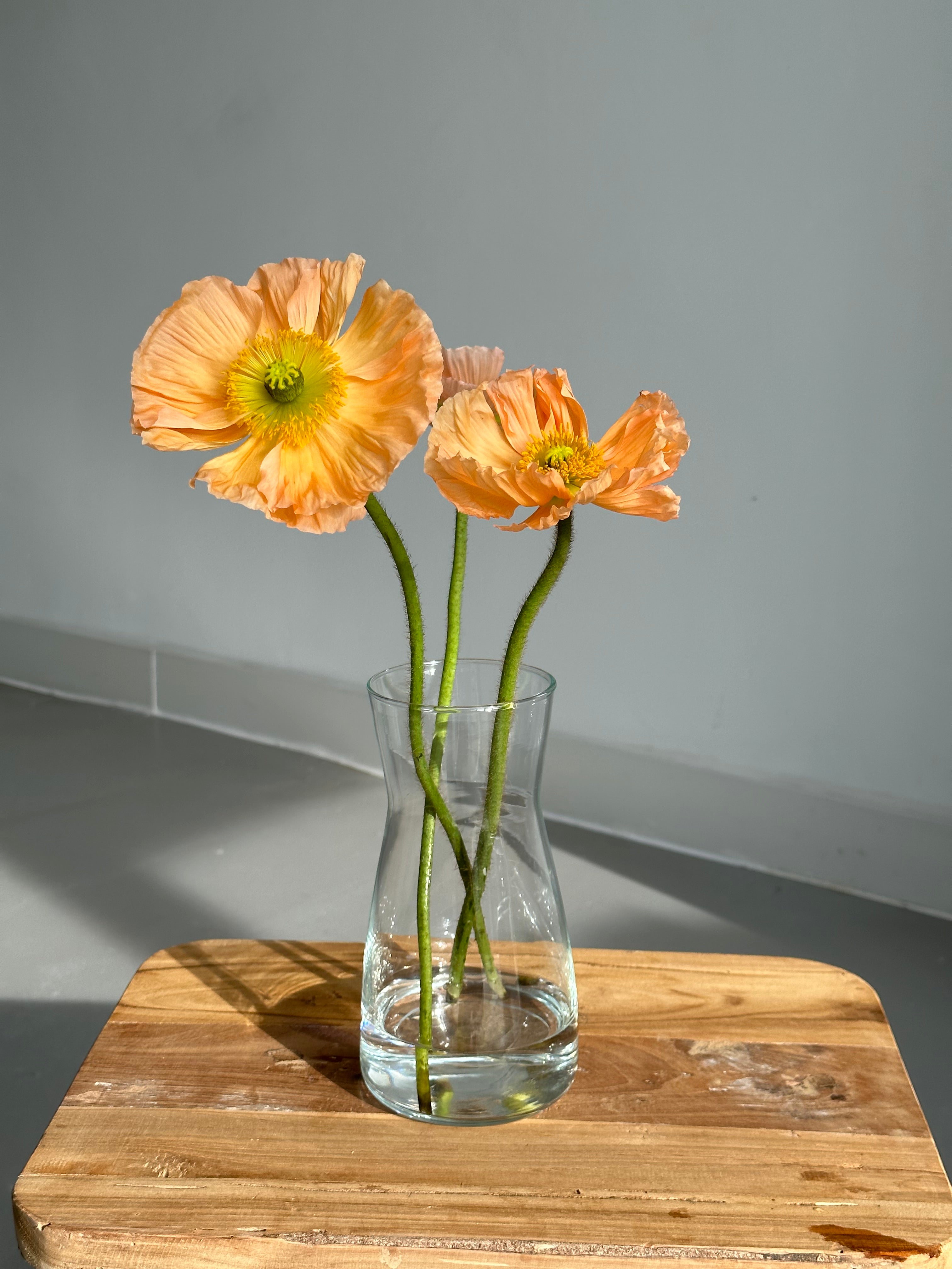 Iceland Poppy Colibri Salmonato