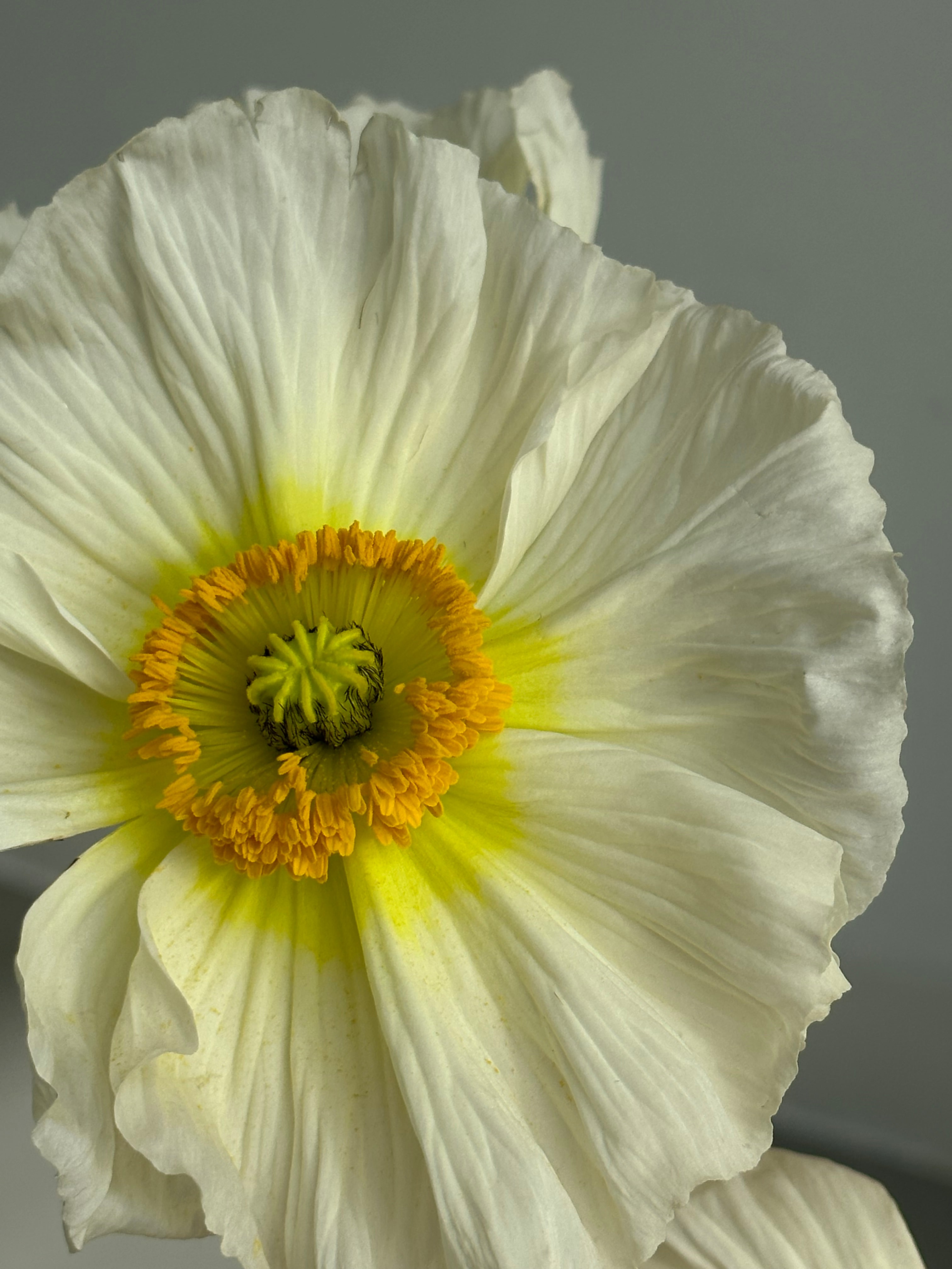 Iceland Poppy Colibri White