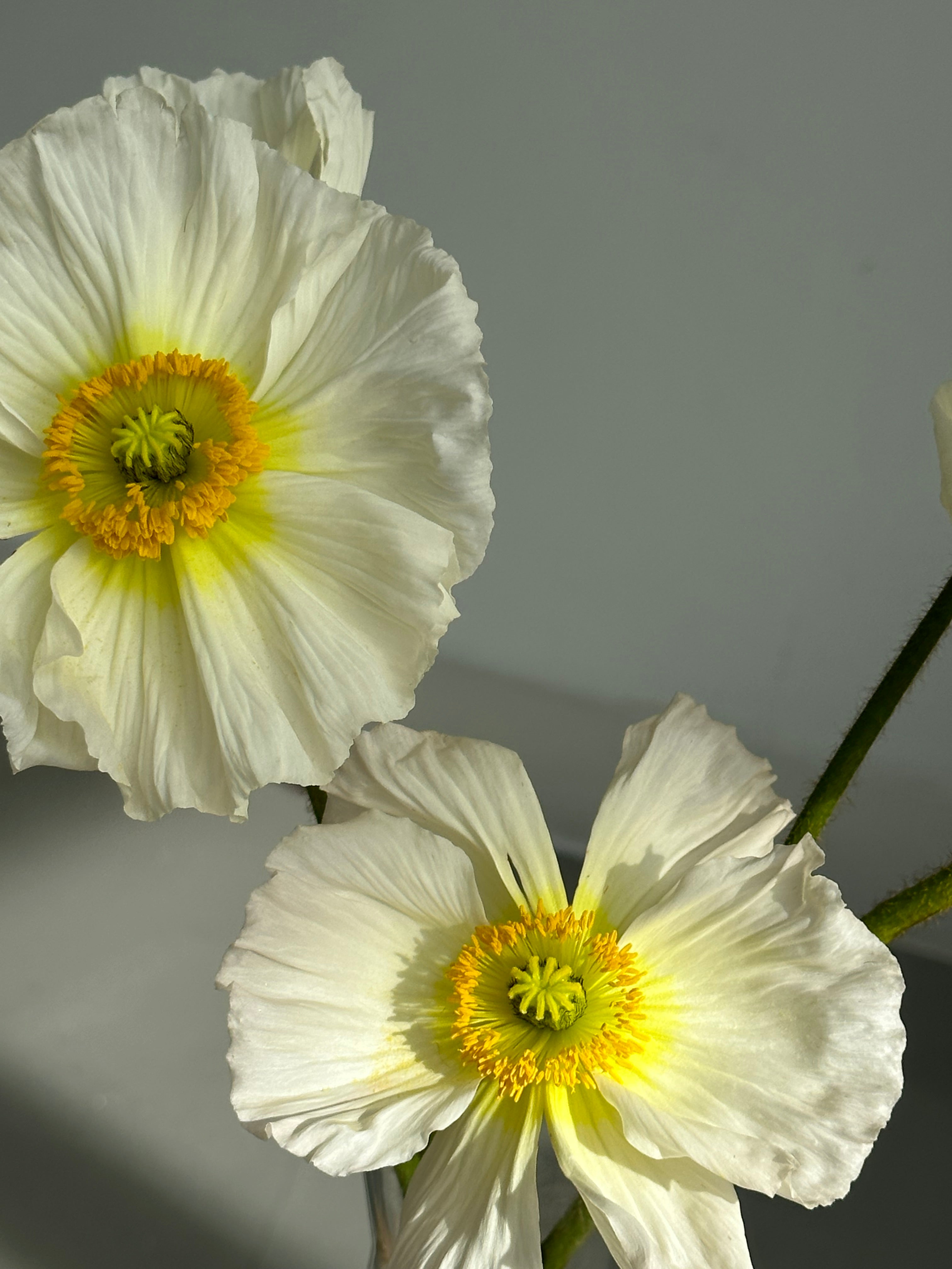 Iceland Poppy Colibri White