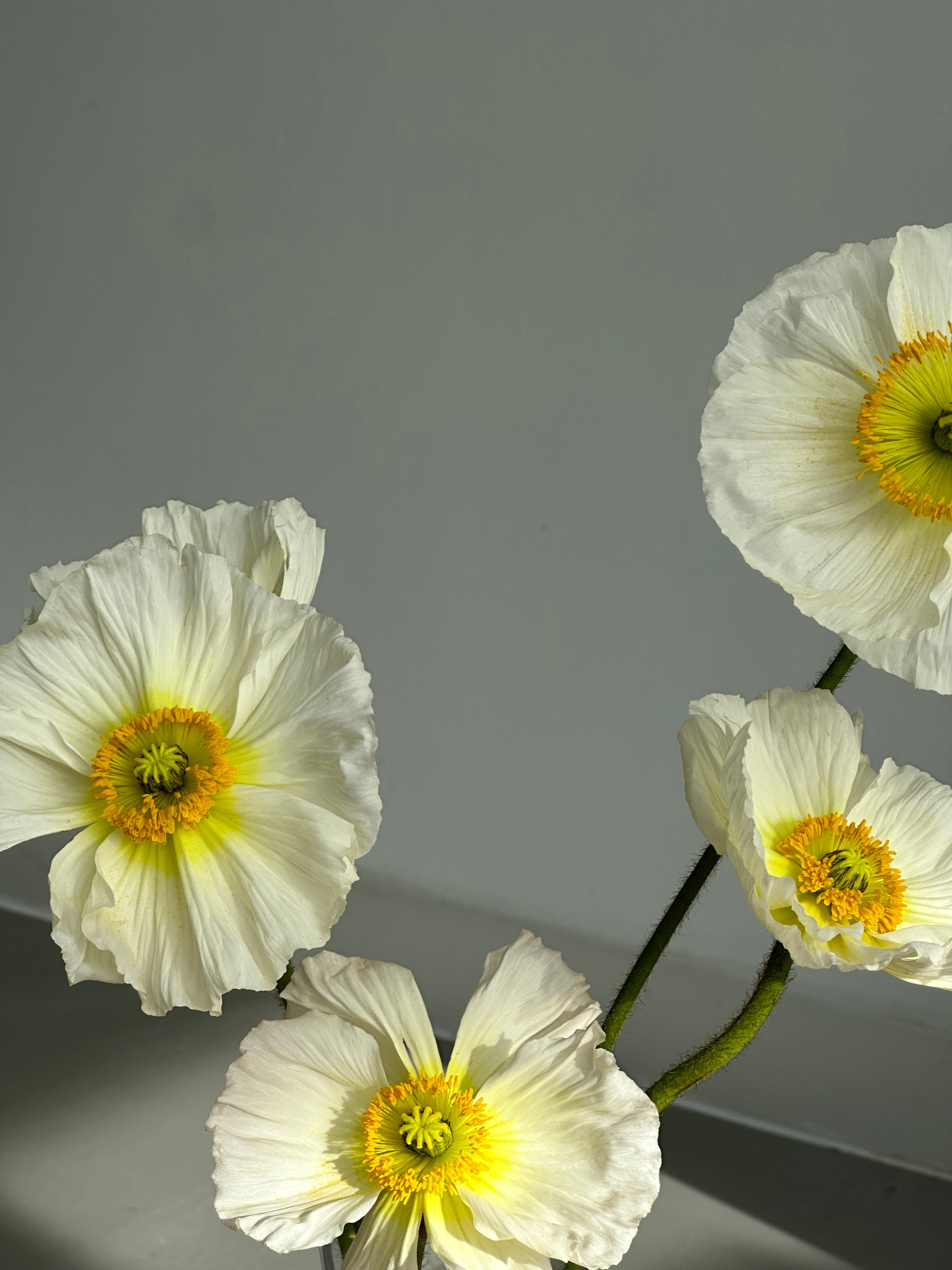 Iceland Poppy Colibri White