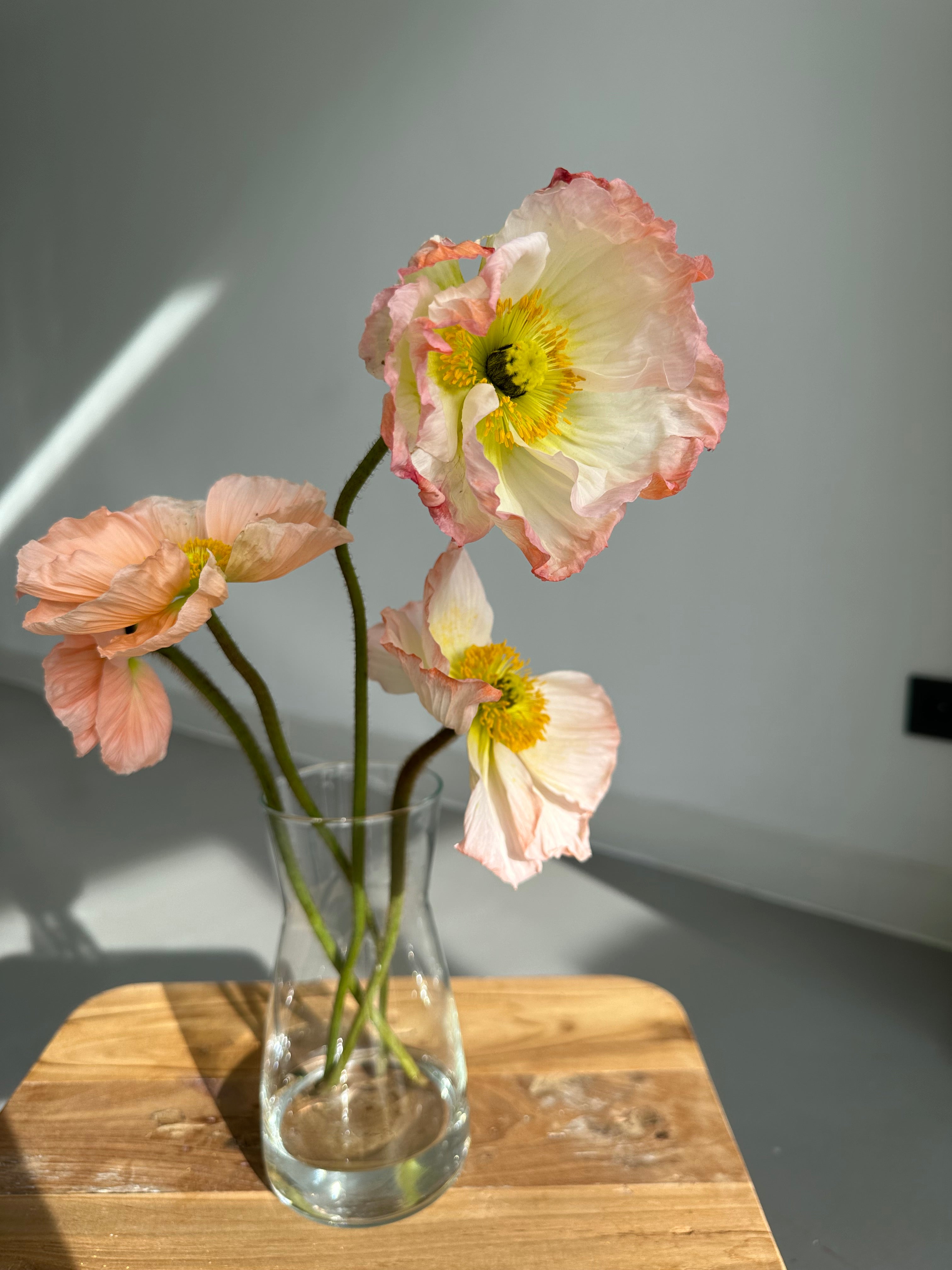 Iceland Poppy Pastello Pink