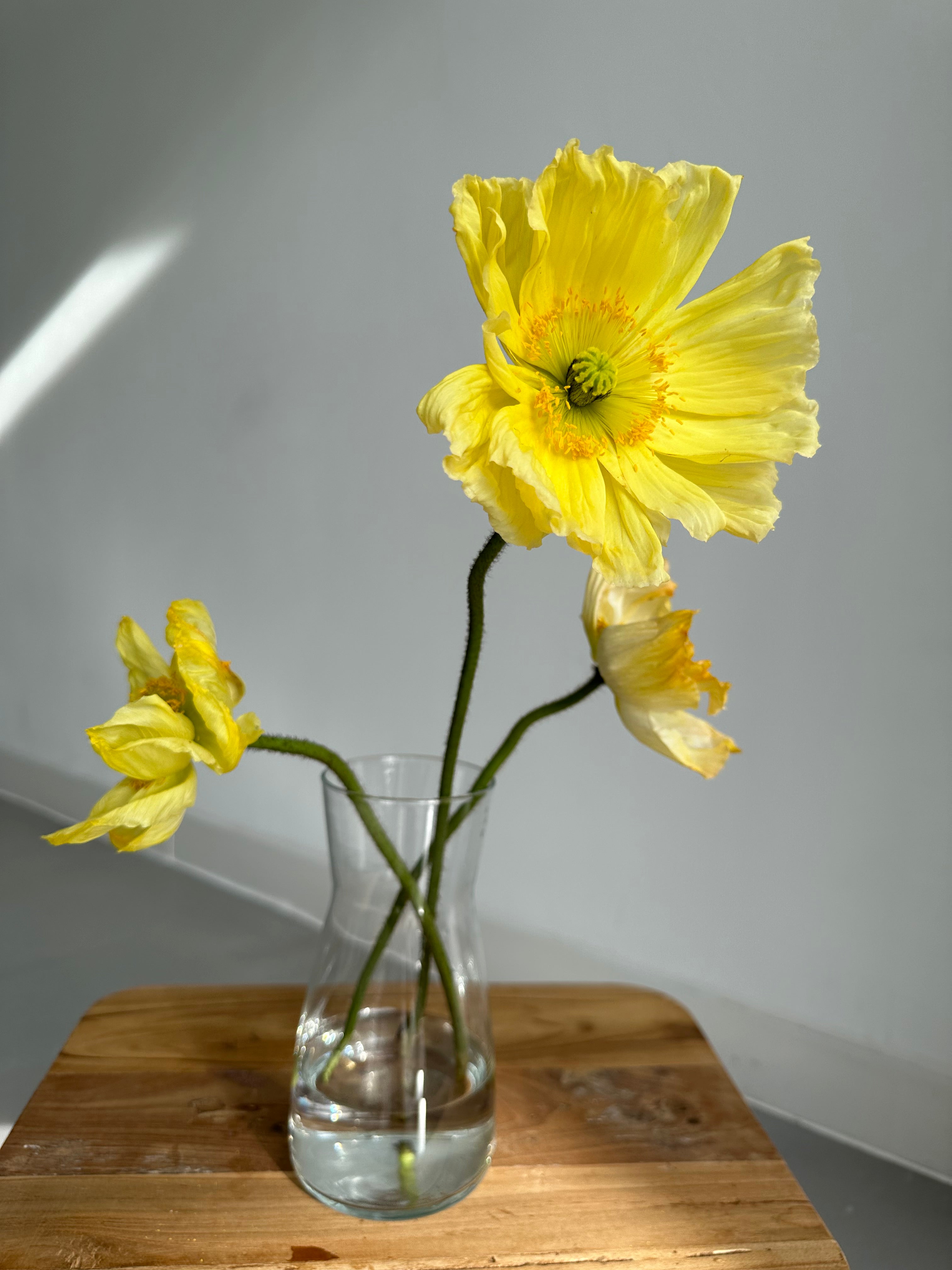 Iceland Poppy Colibri Soft Yellow