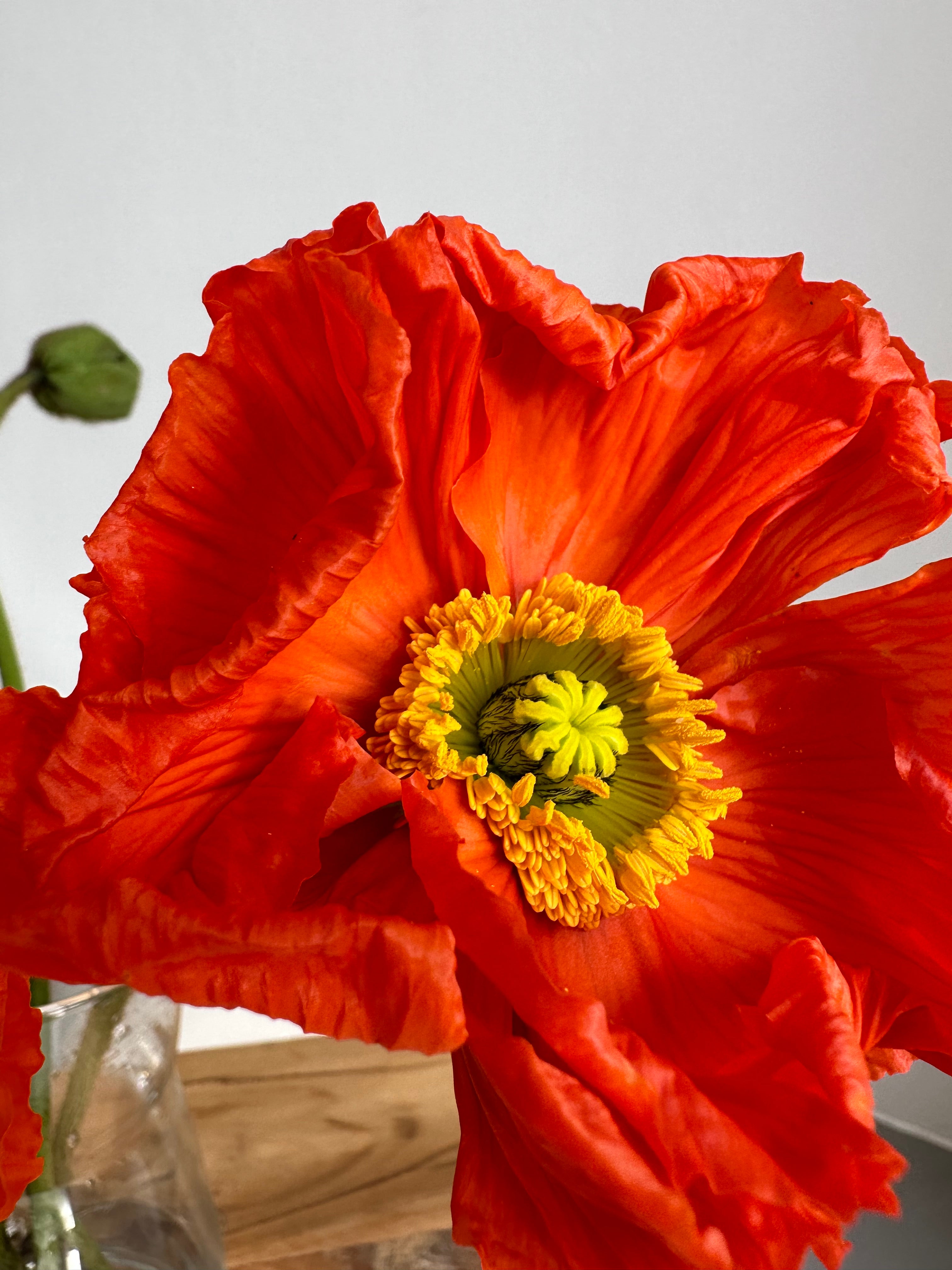 Iceland Poppy Colibri Red