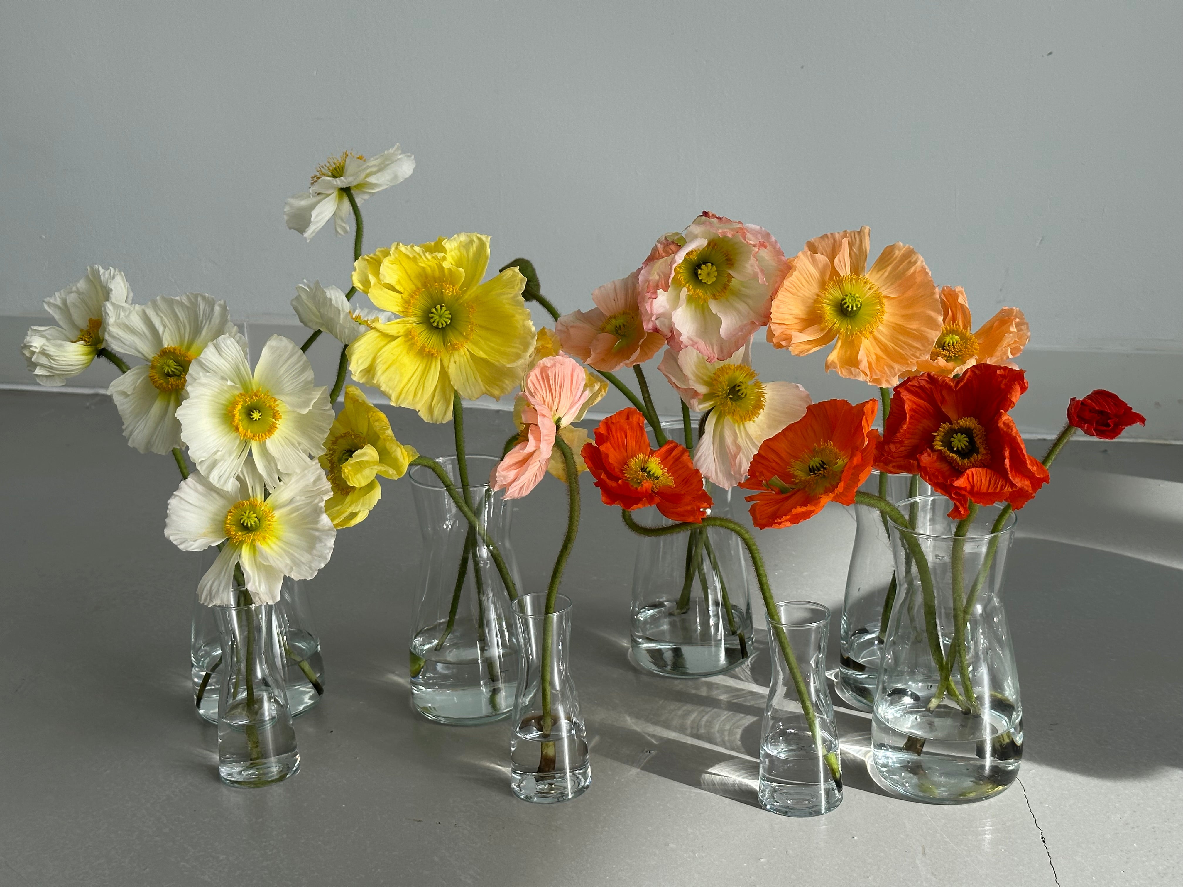 Iceland Poppy Colibri Soft Yellow