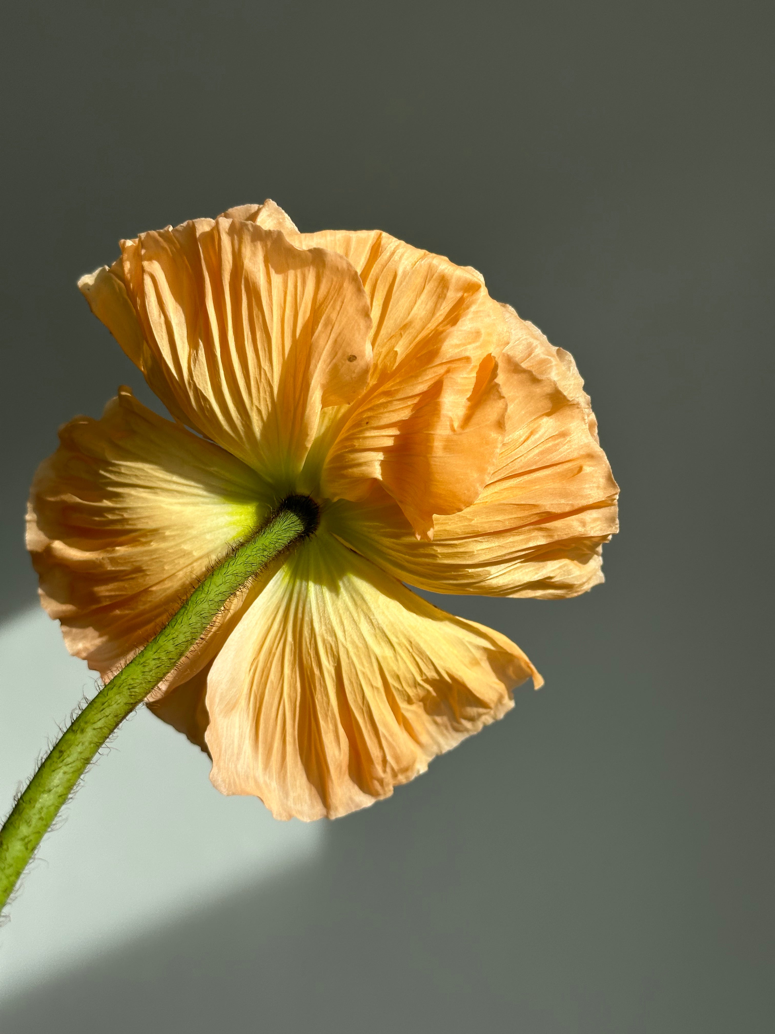 Iceland Poppy Colibri Salmonato