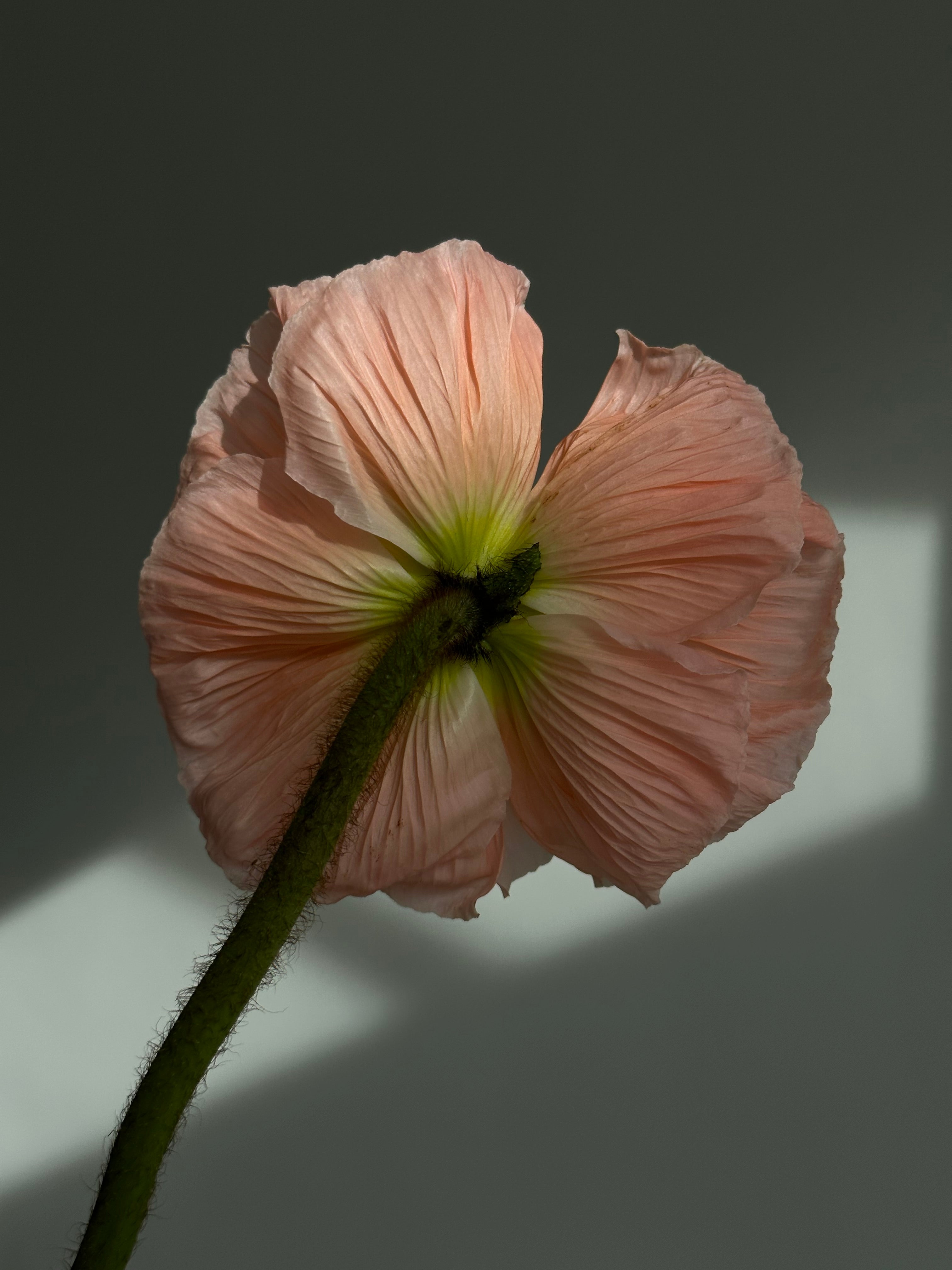 Iceland Poppy Colibri Rosa Chiaro Pastello
