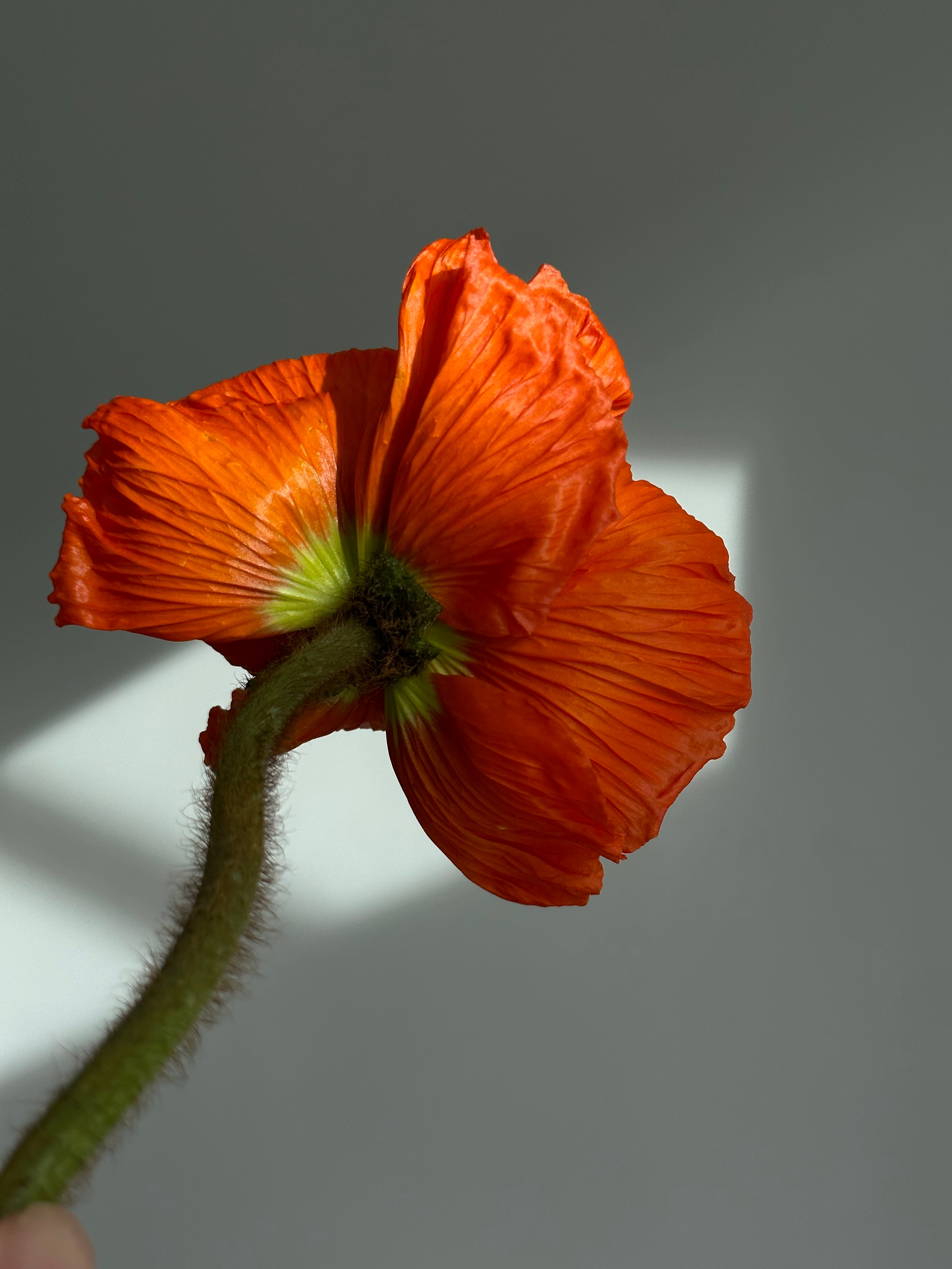 Iceland Poppy Colibri Red