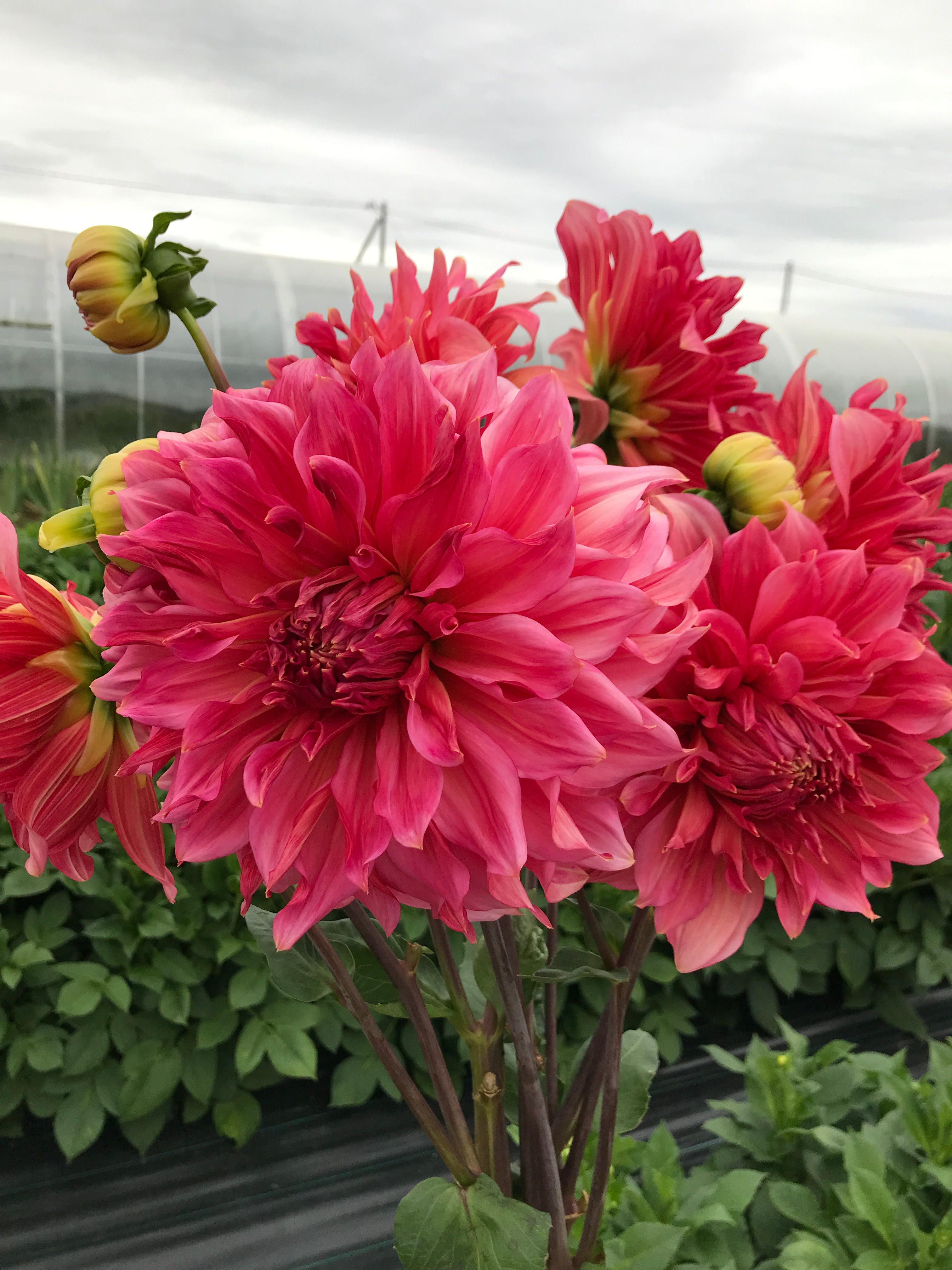 Dahlia Islander