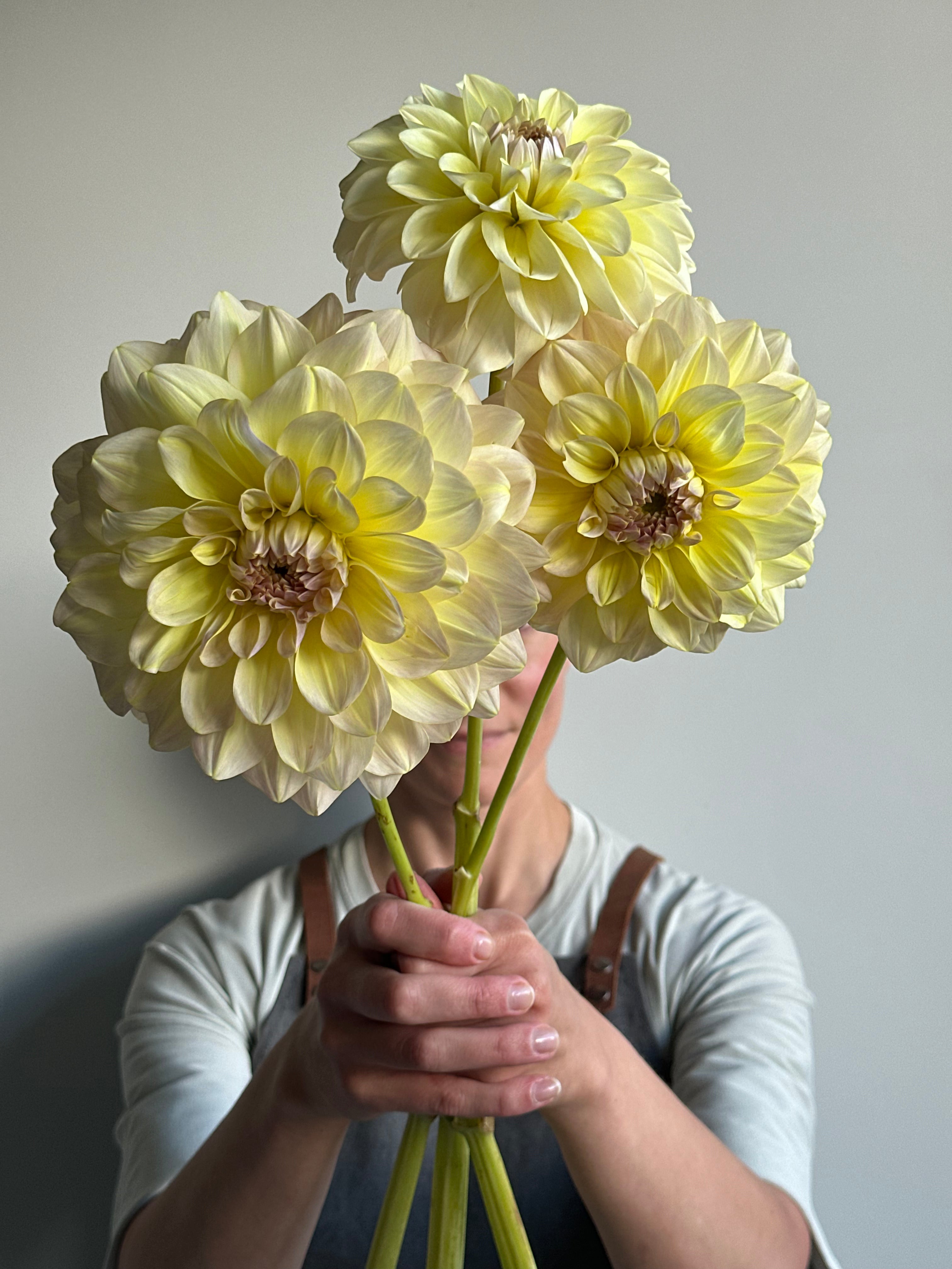 Dahlia Alloway Cottage