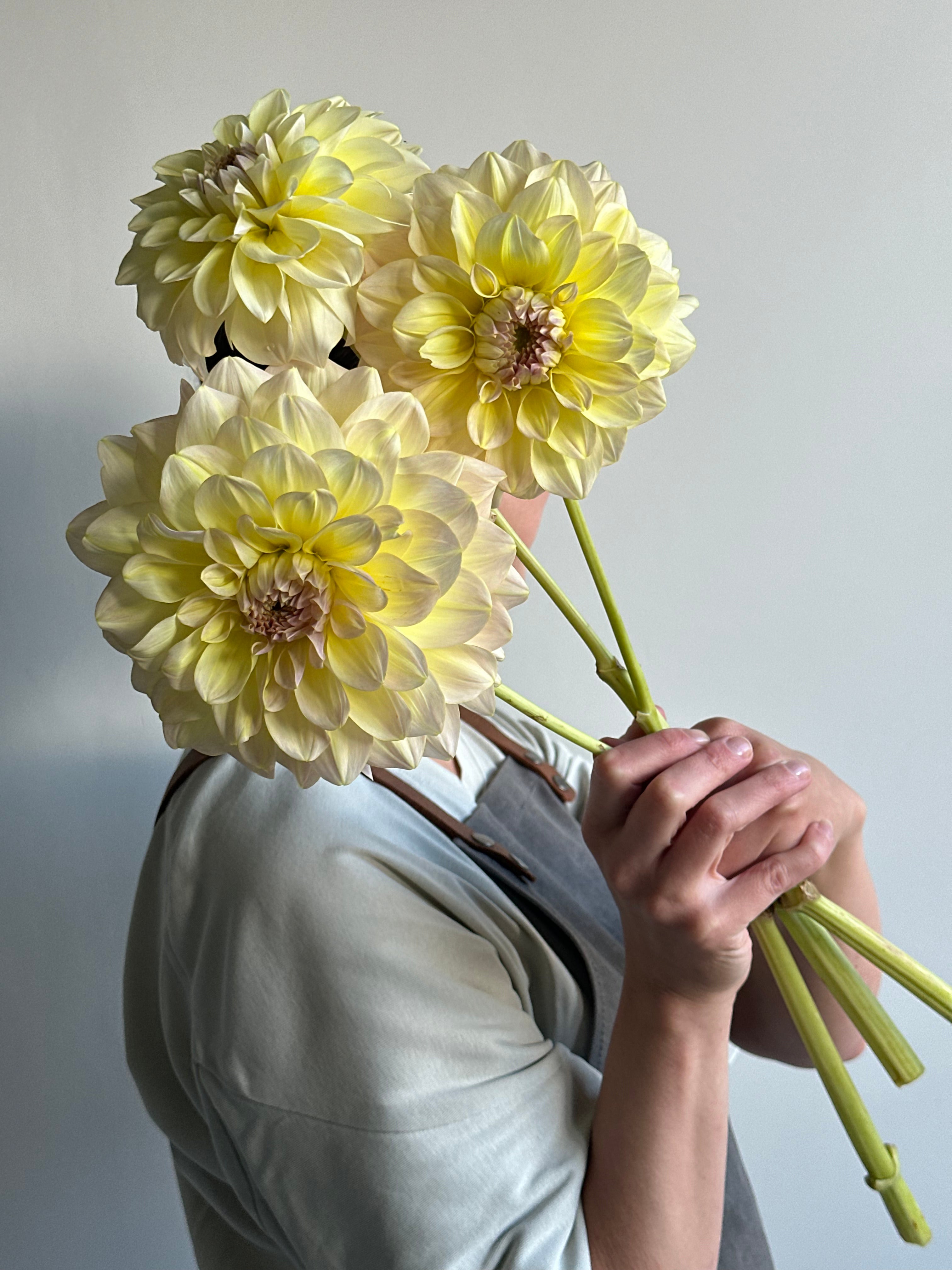 Dahlia Alloway Cottage