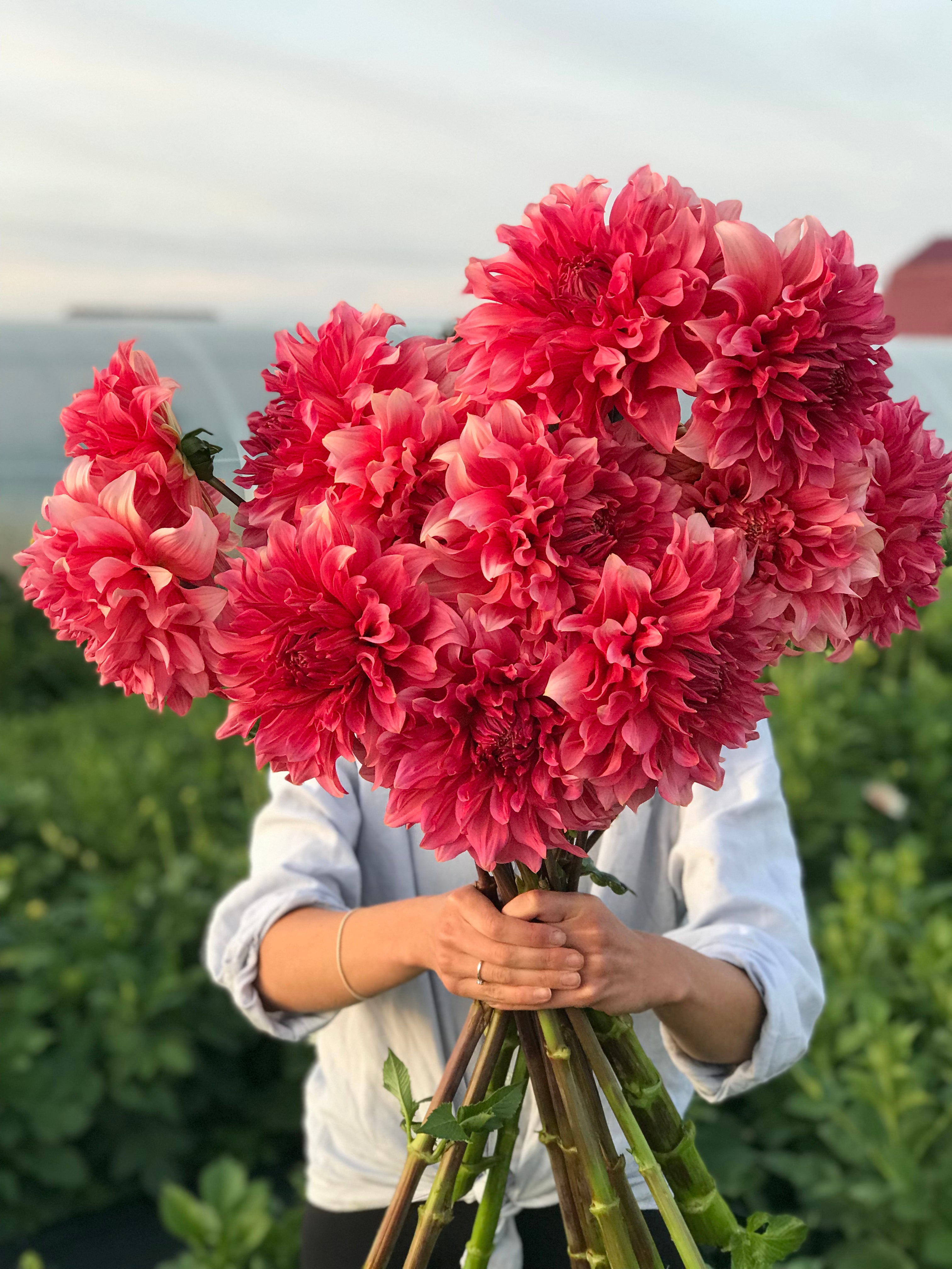 Dahlia Islander