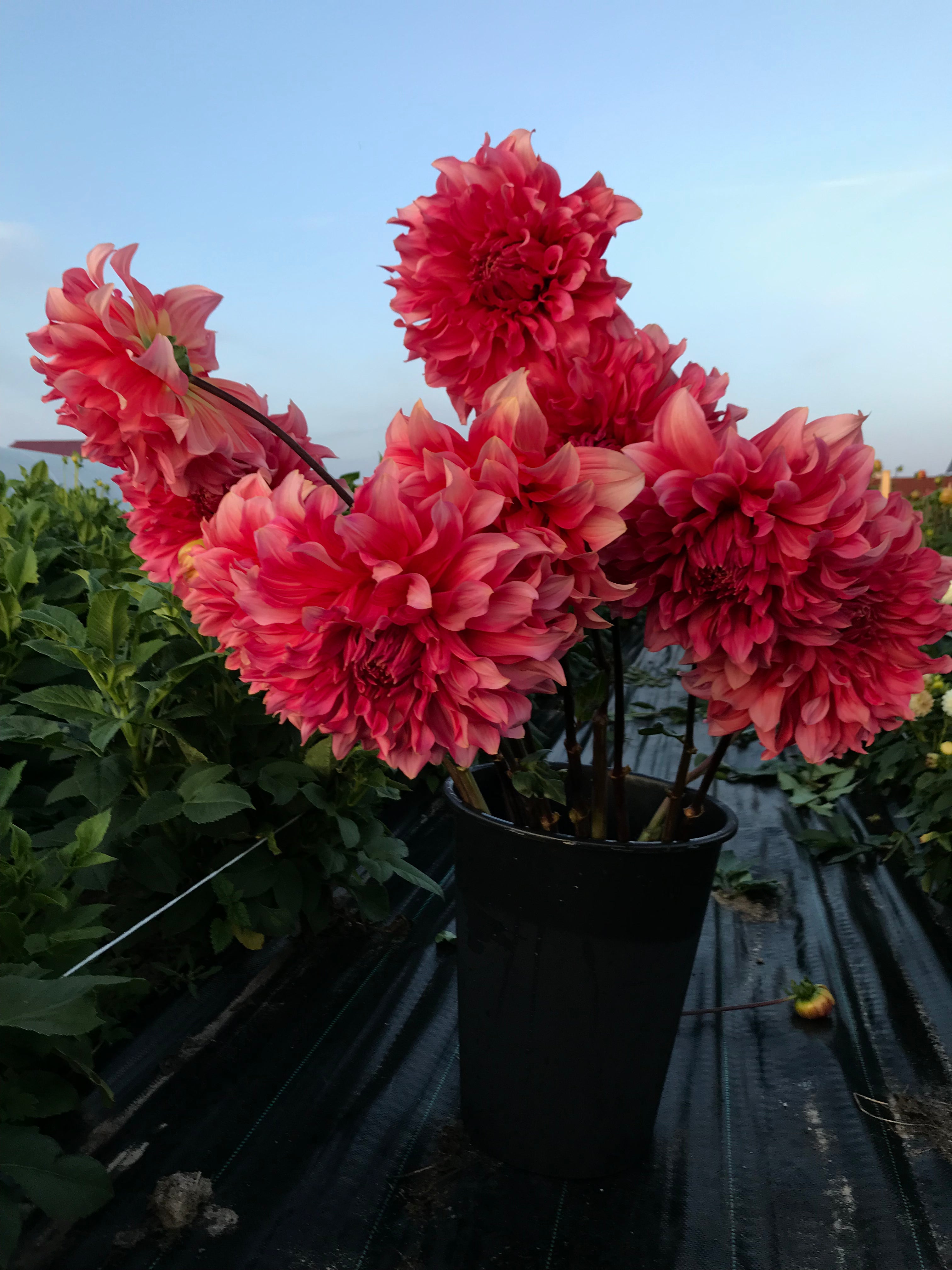 Dahlia Islander