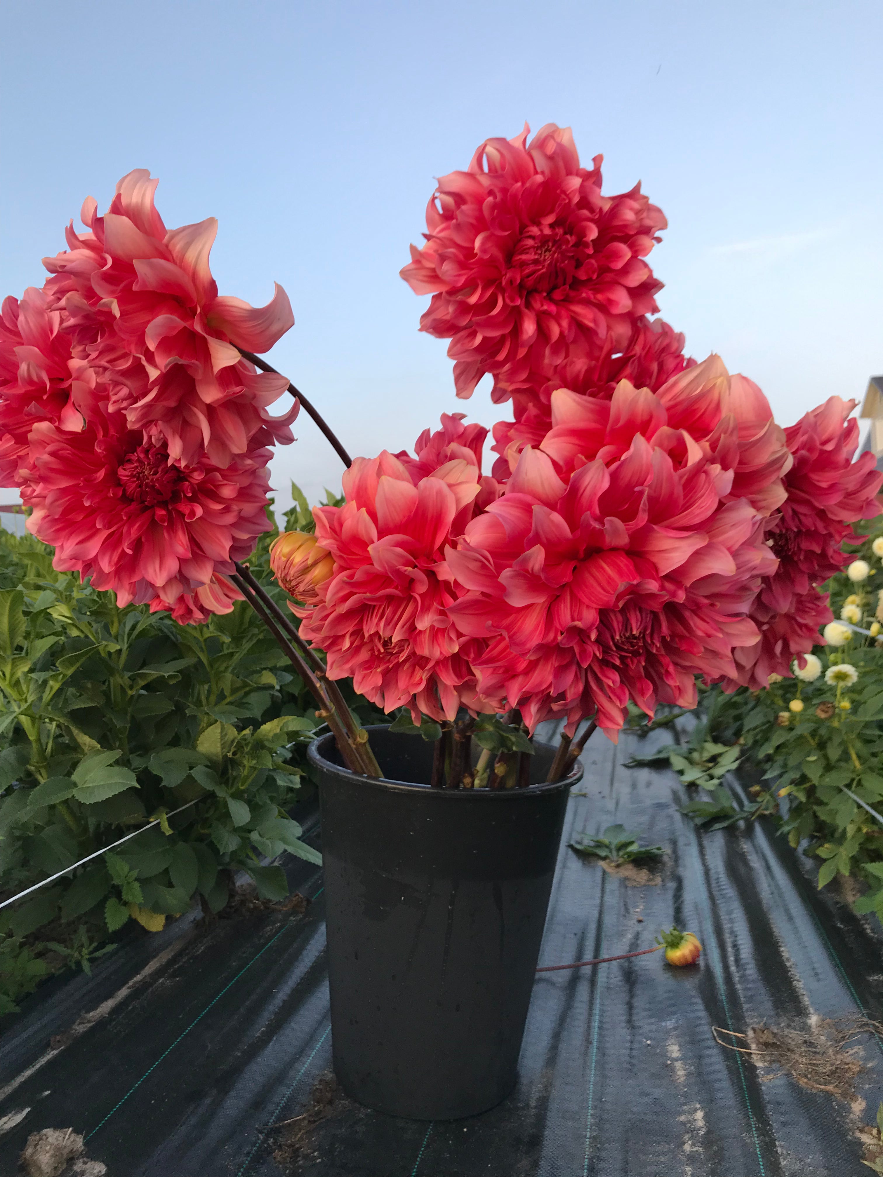 Dahlia Islander