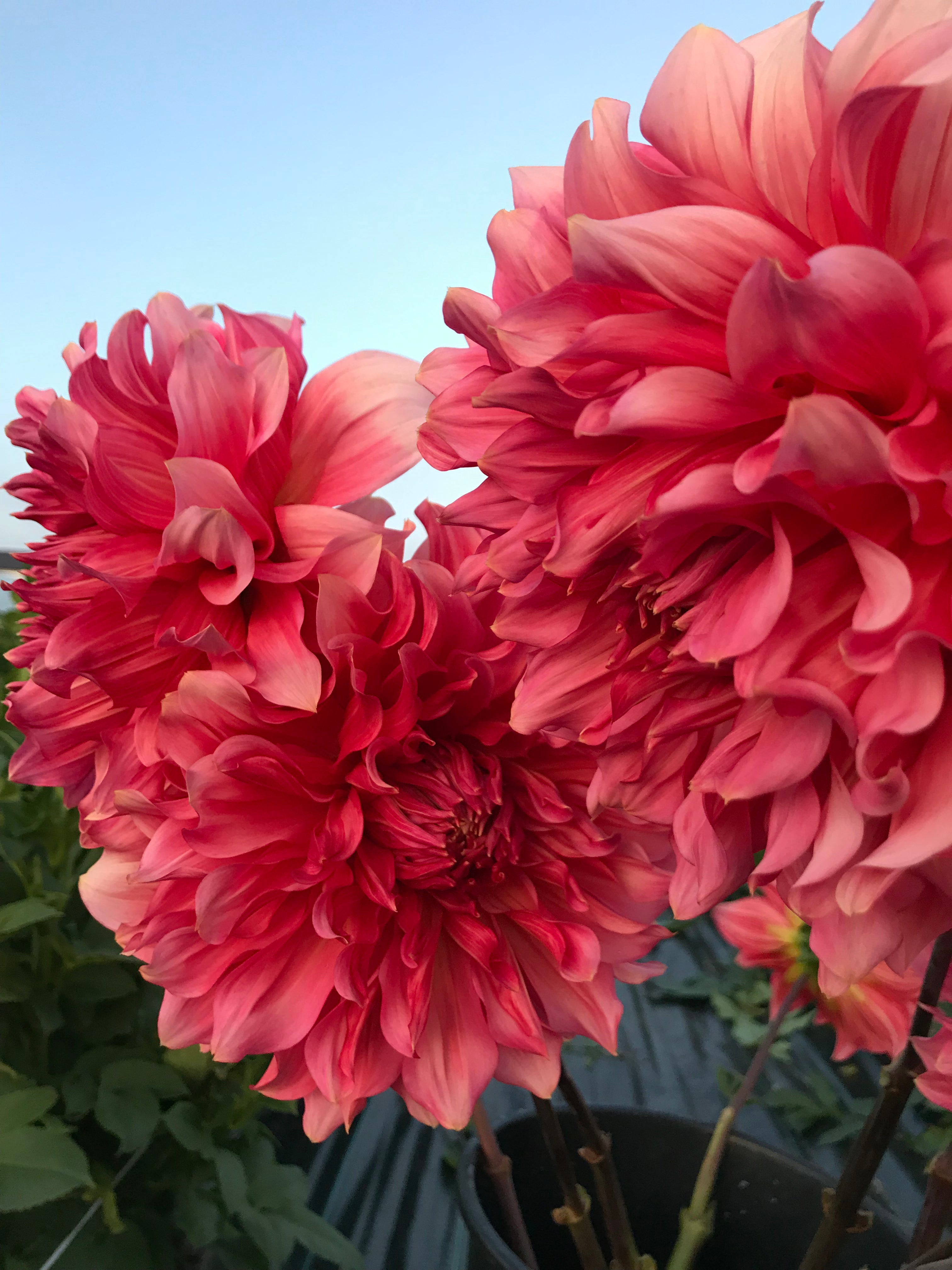 Dahlia Islander