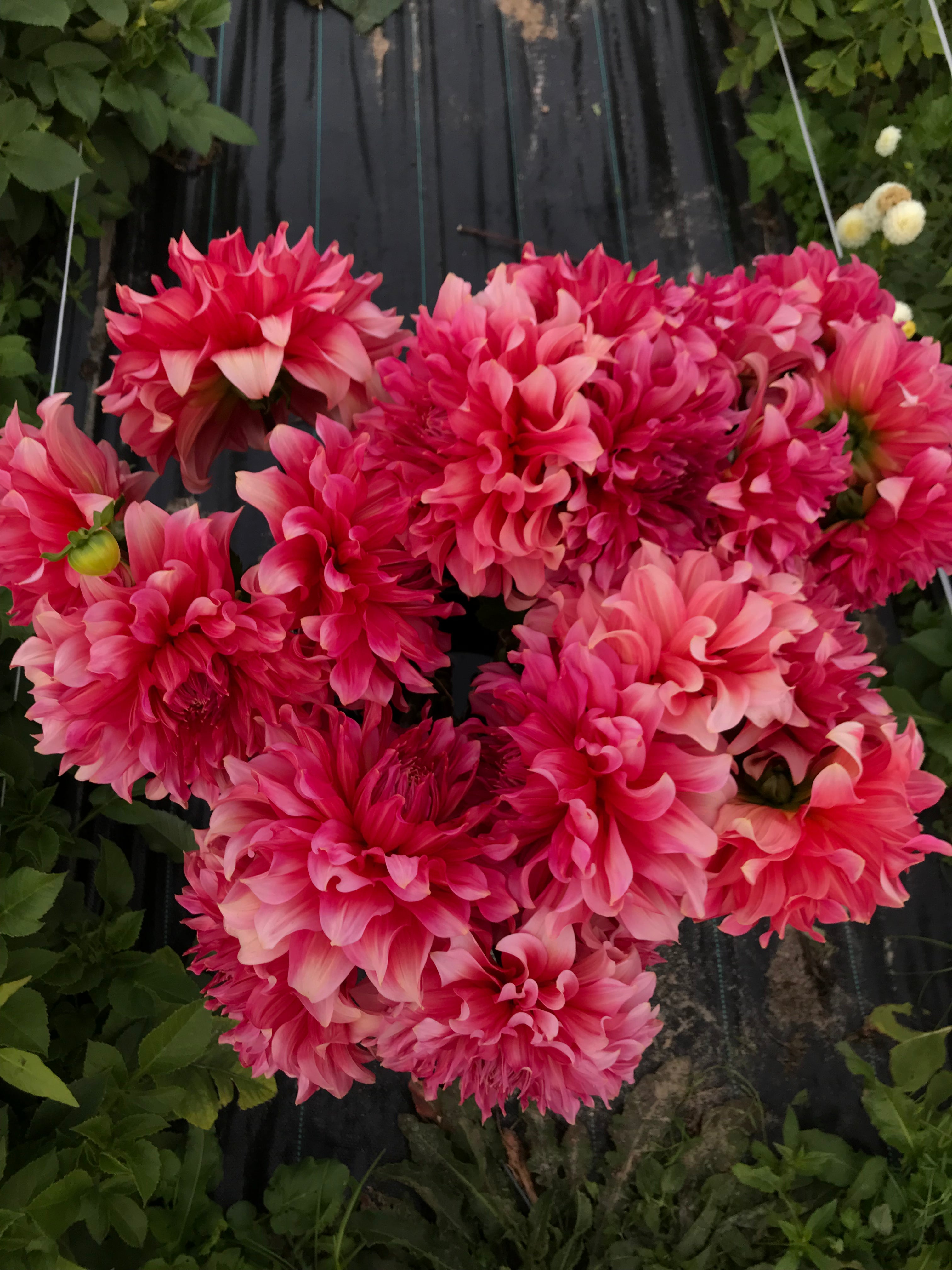 Dahlia Islander