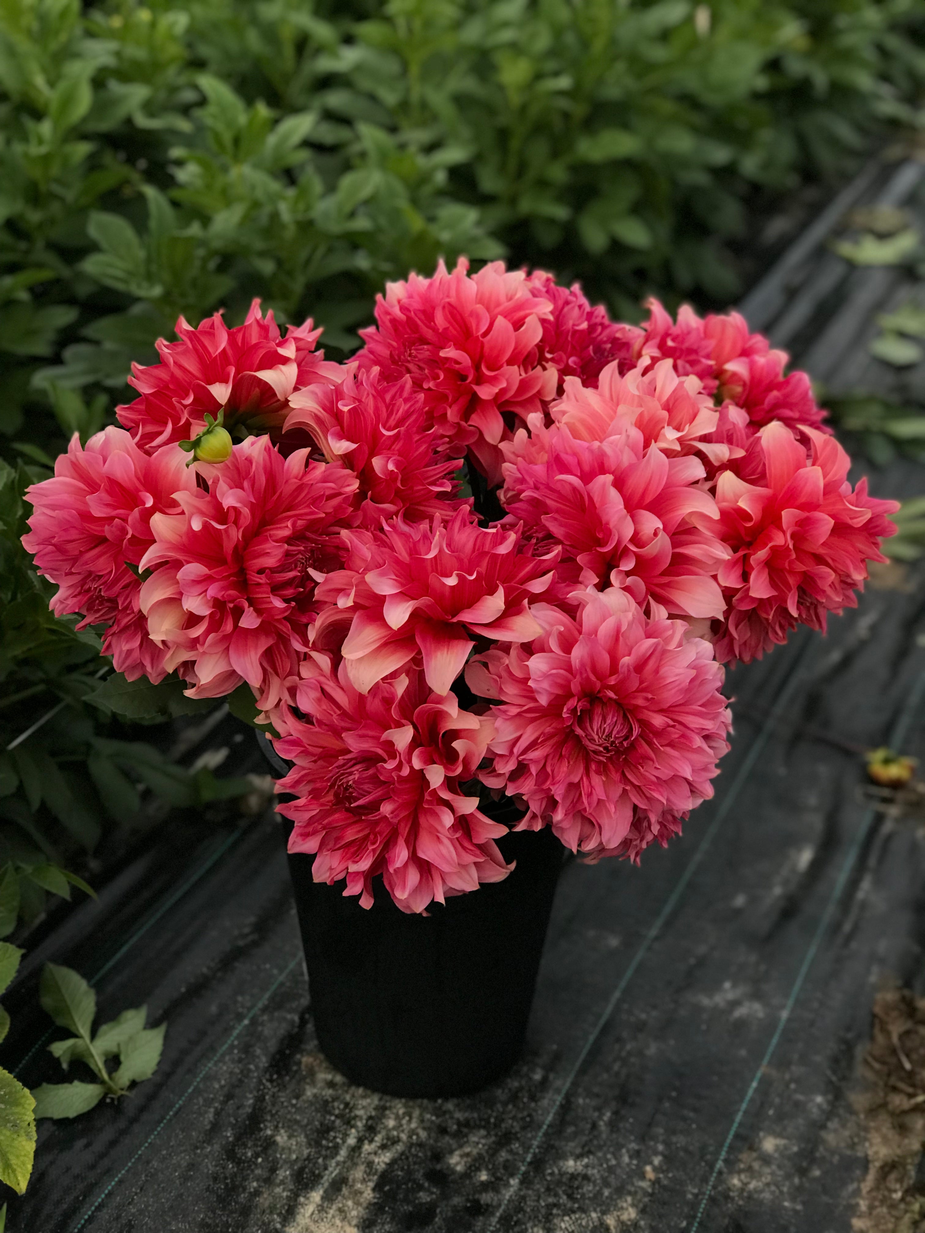 Dahlia Islander
