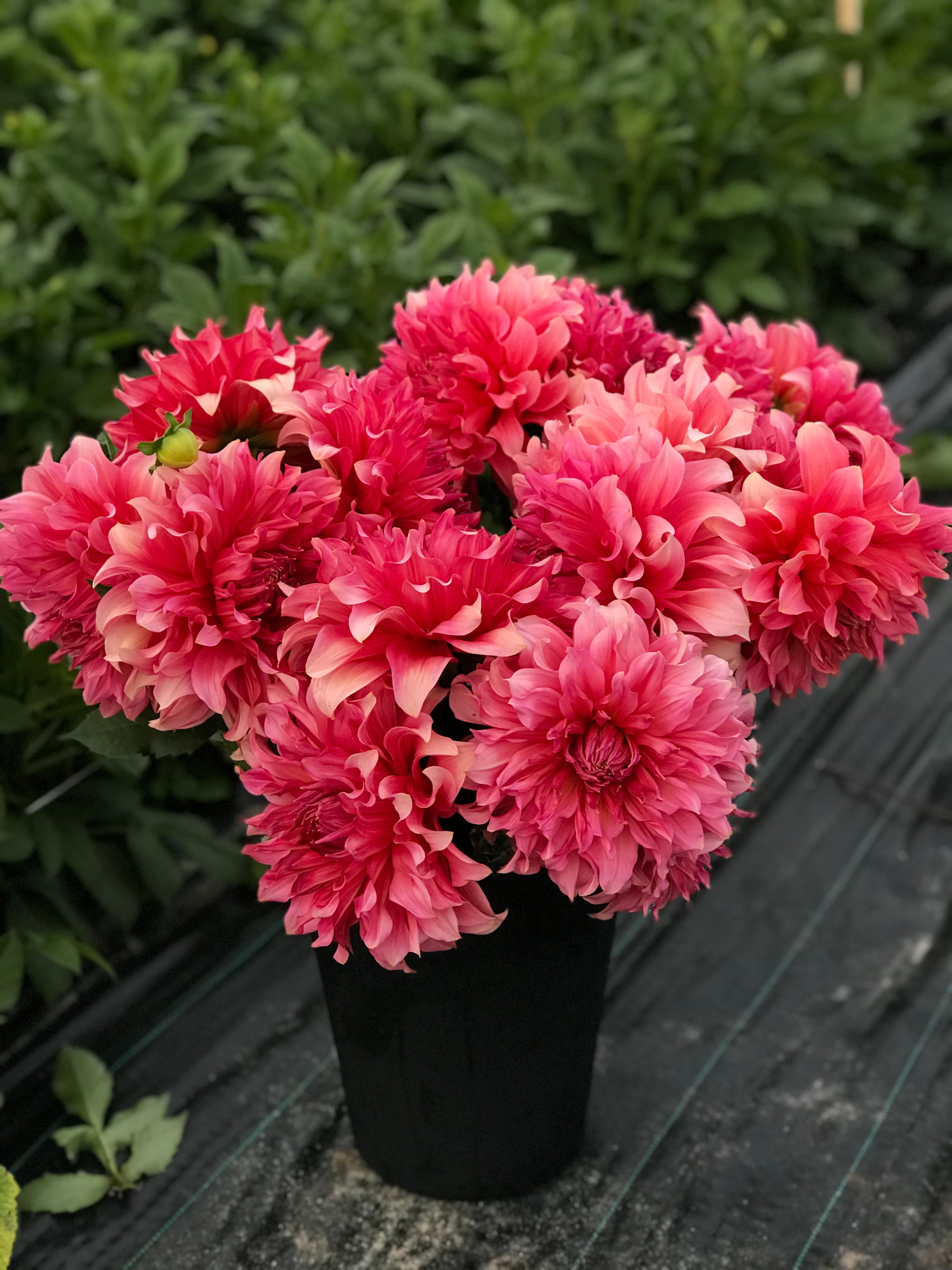 Dahlia Islander