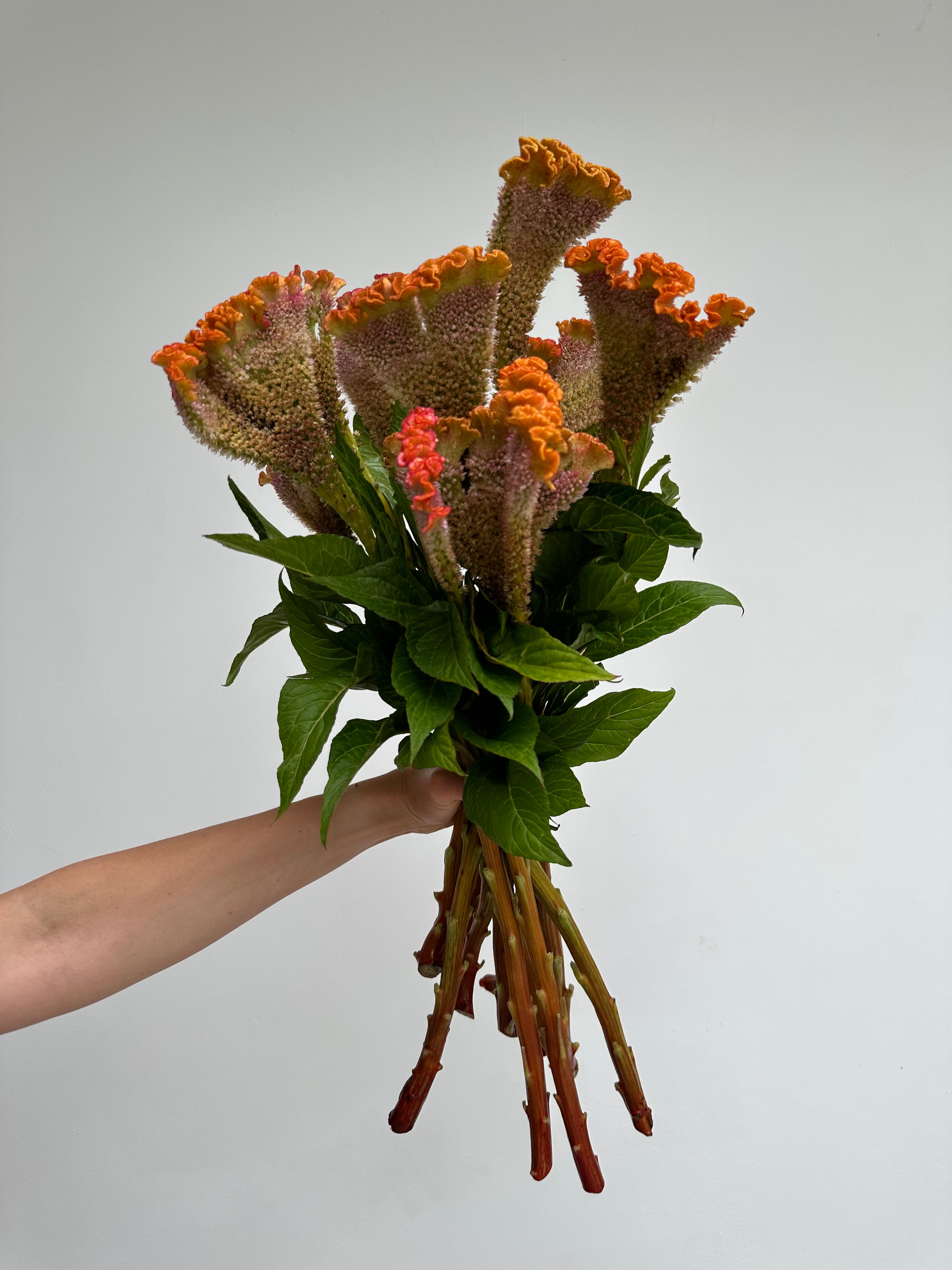 Celosia Bar Bossa Champagne