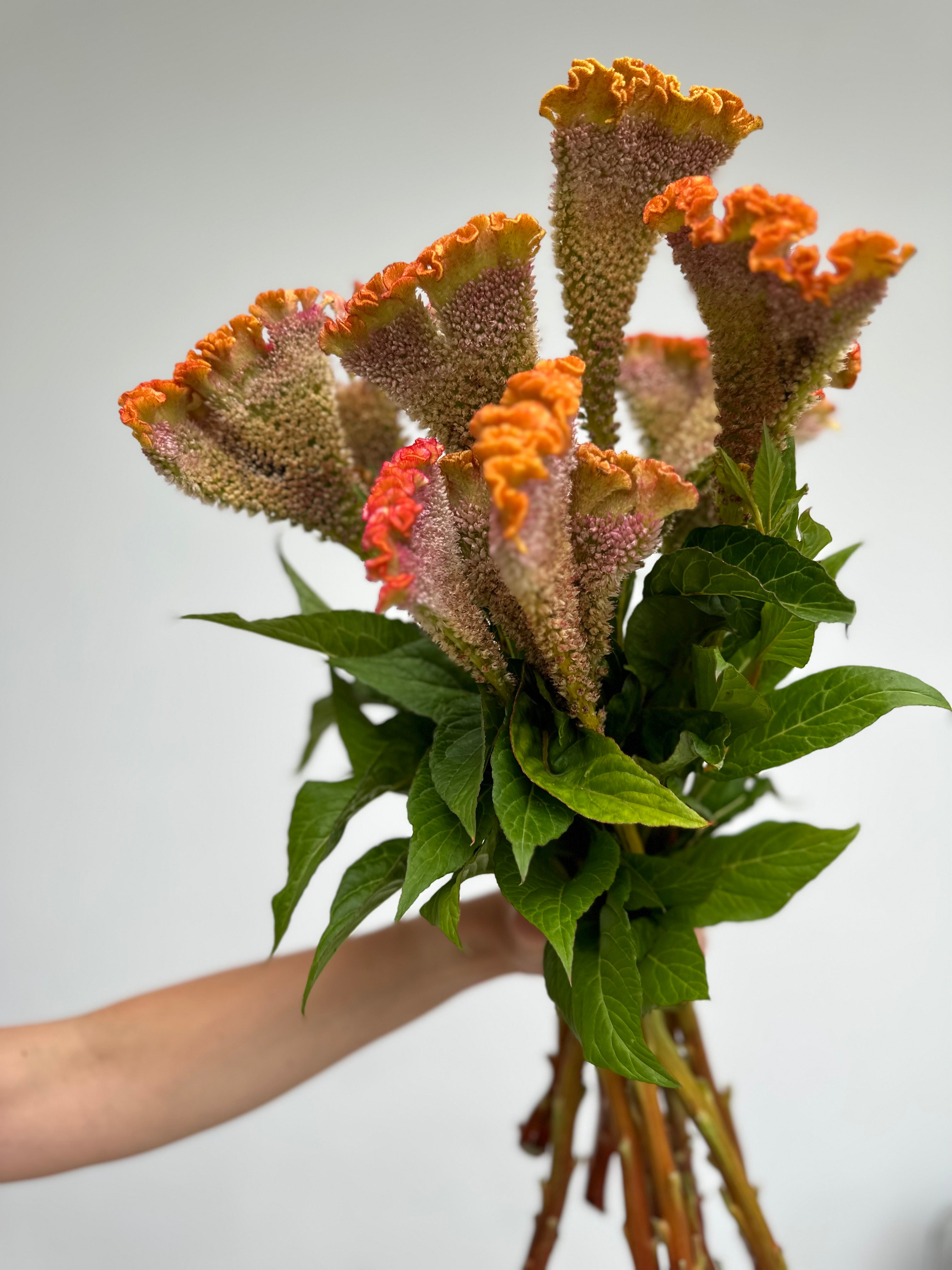 Celosia Bar Bossa Champagne