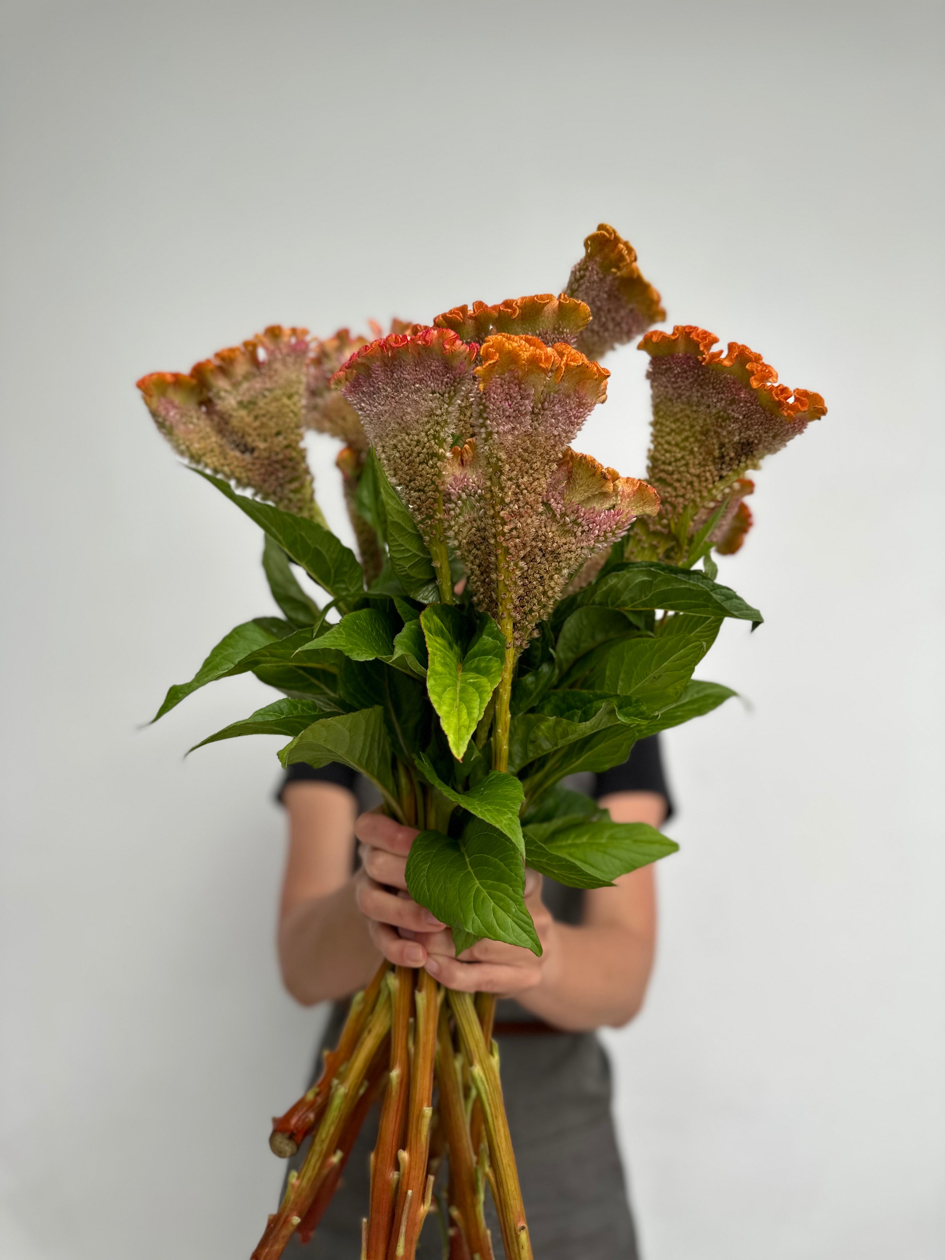 Celosia Bar Bossa Champagne