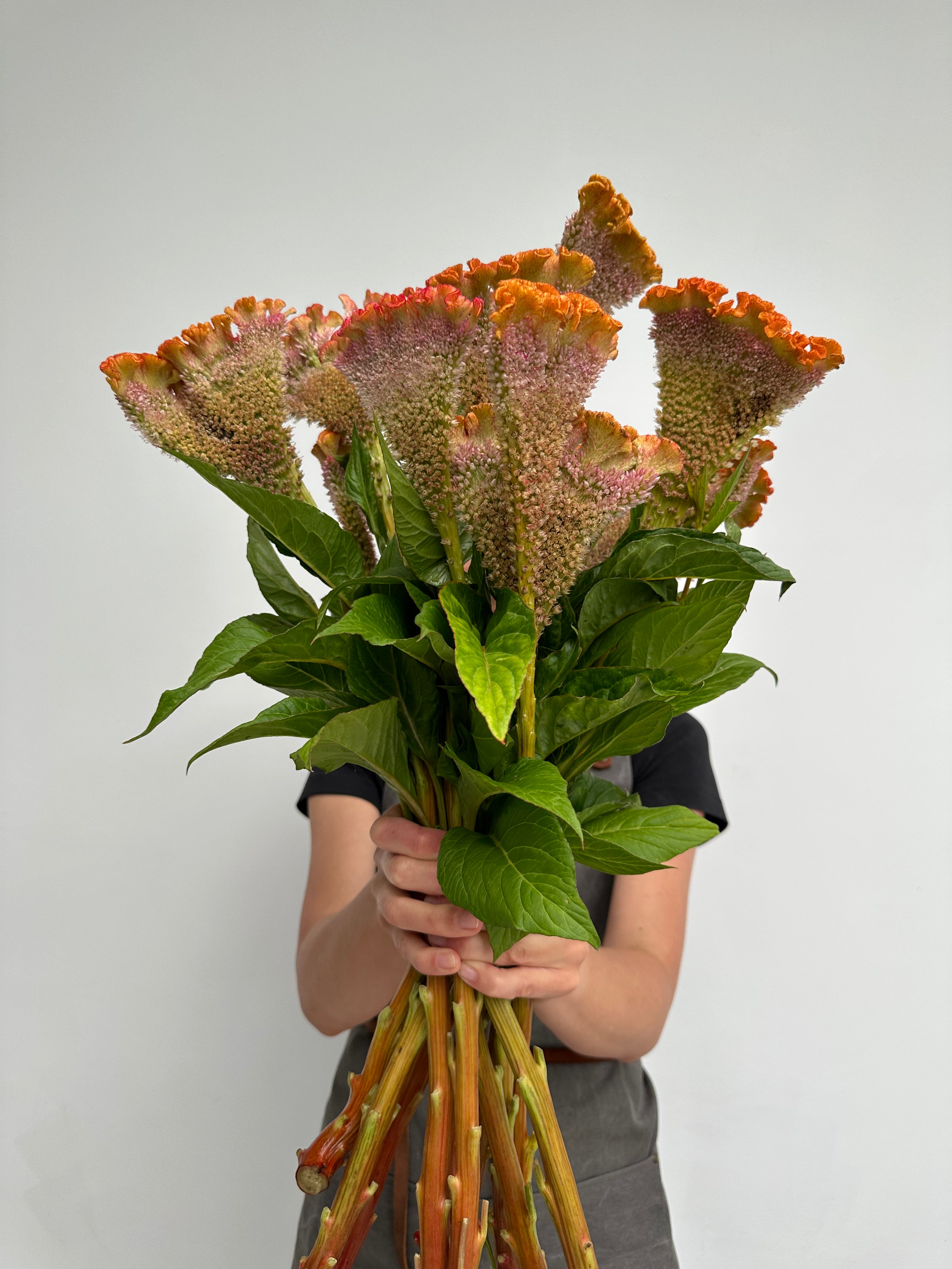 Celosia Bar Bossa Champagne