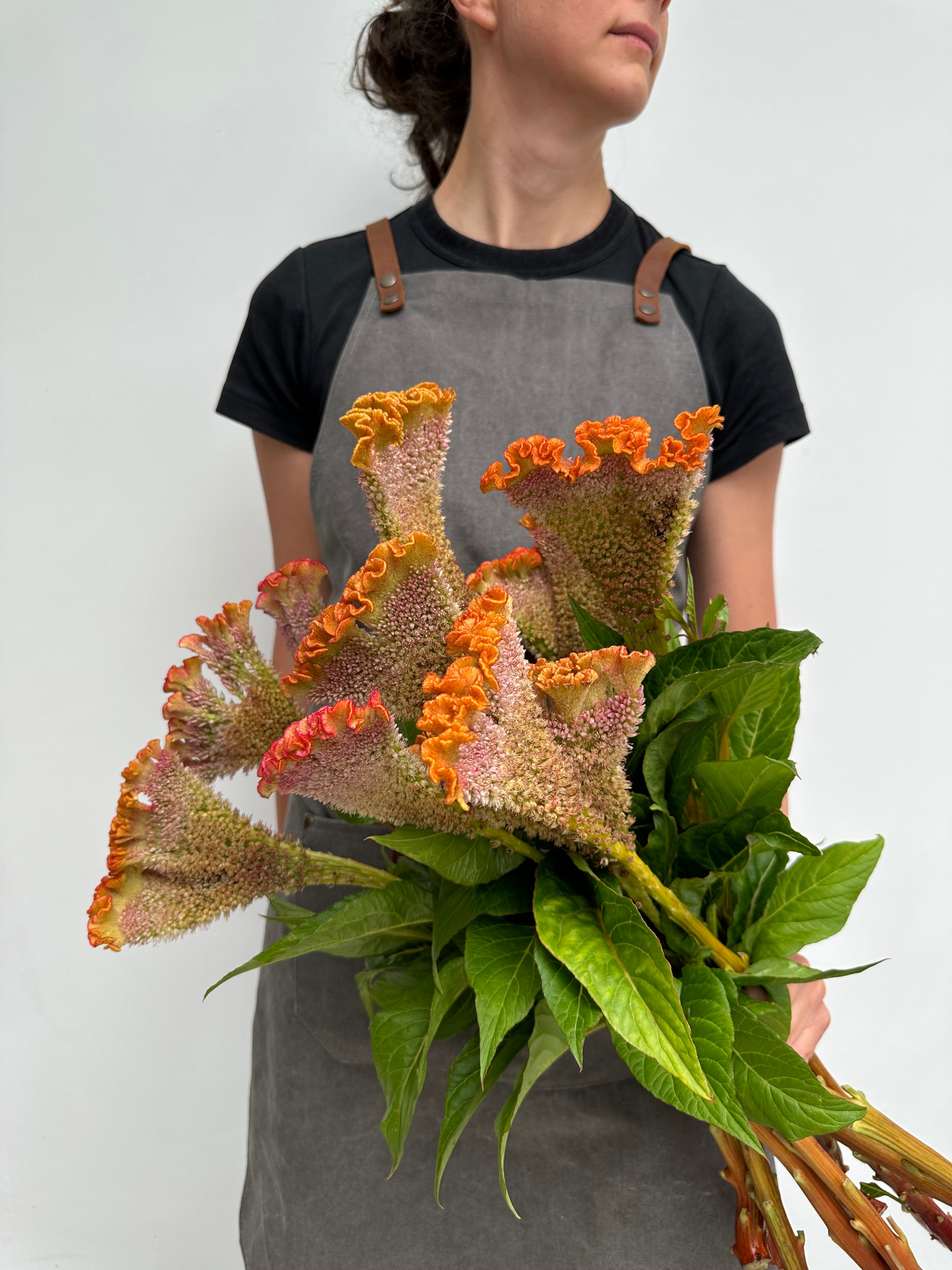 Celosia Bar Bossa Champagne