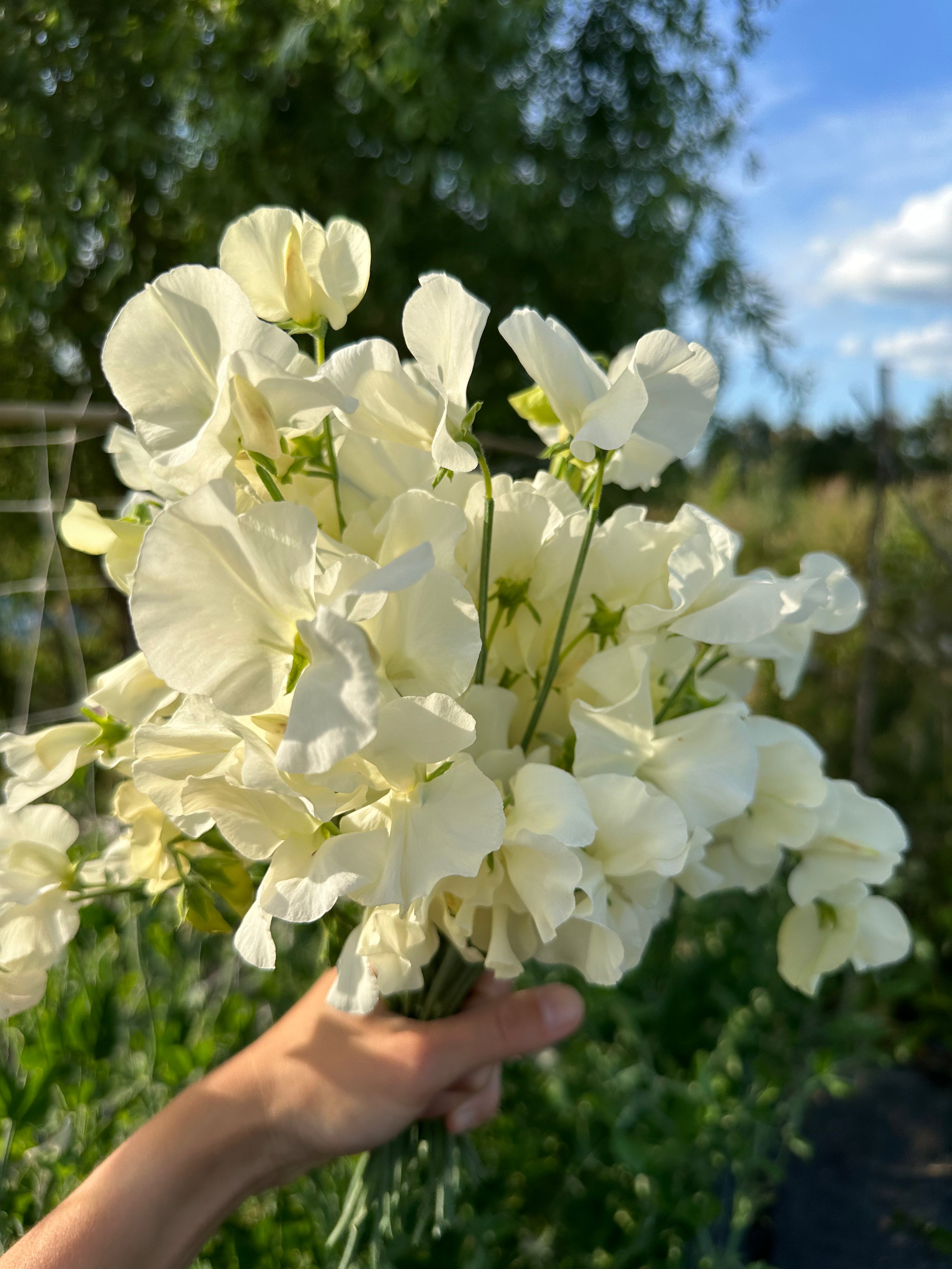 Sweet Pea Jilly