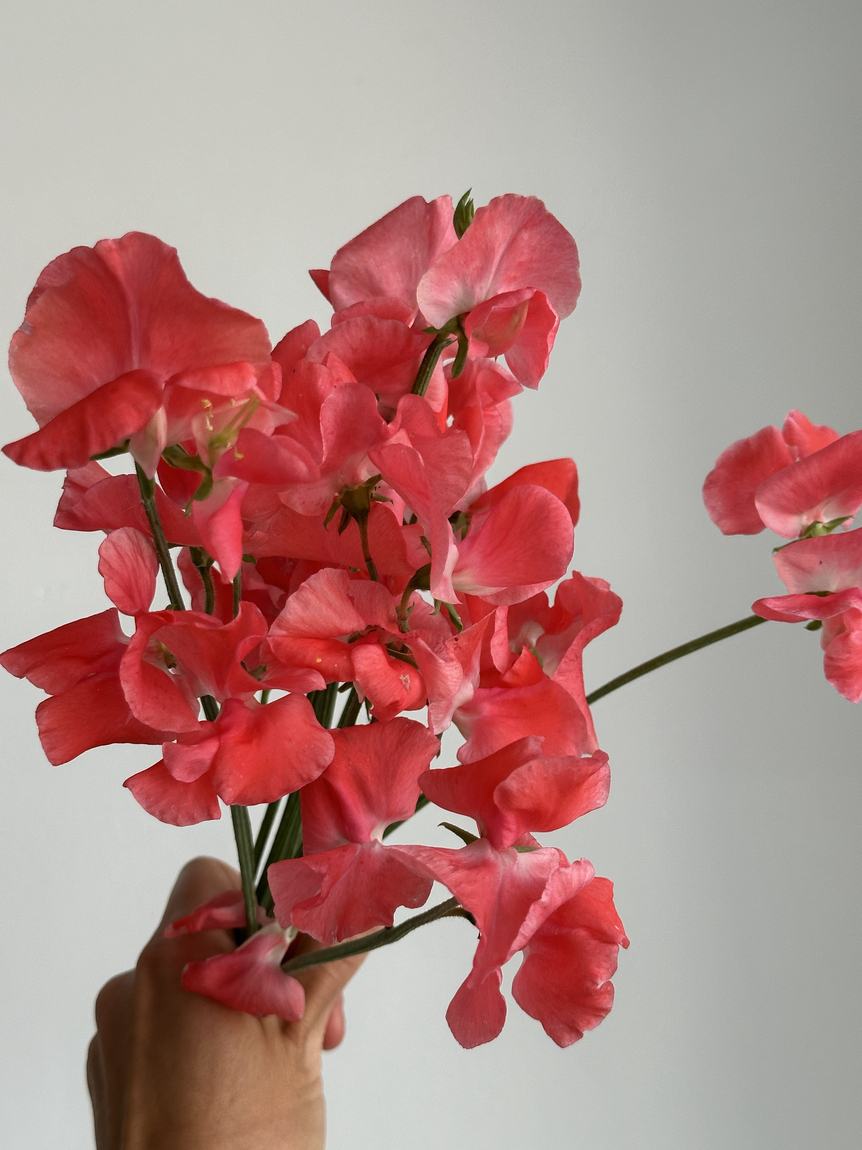 Sweet Pea Prince of Orange - FluffyFlower