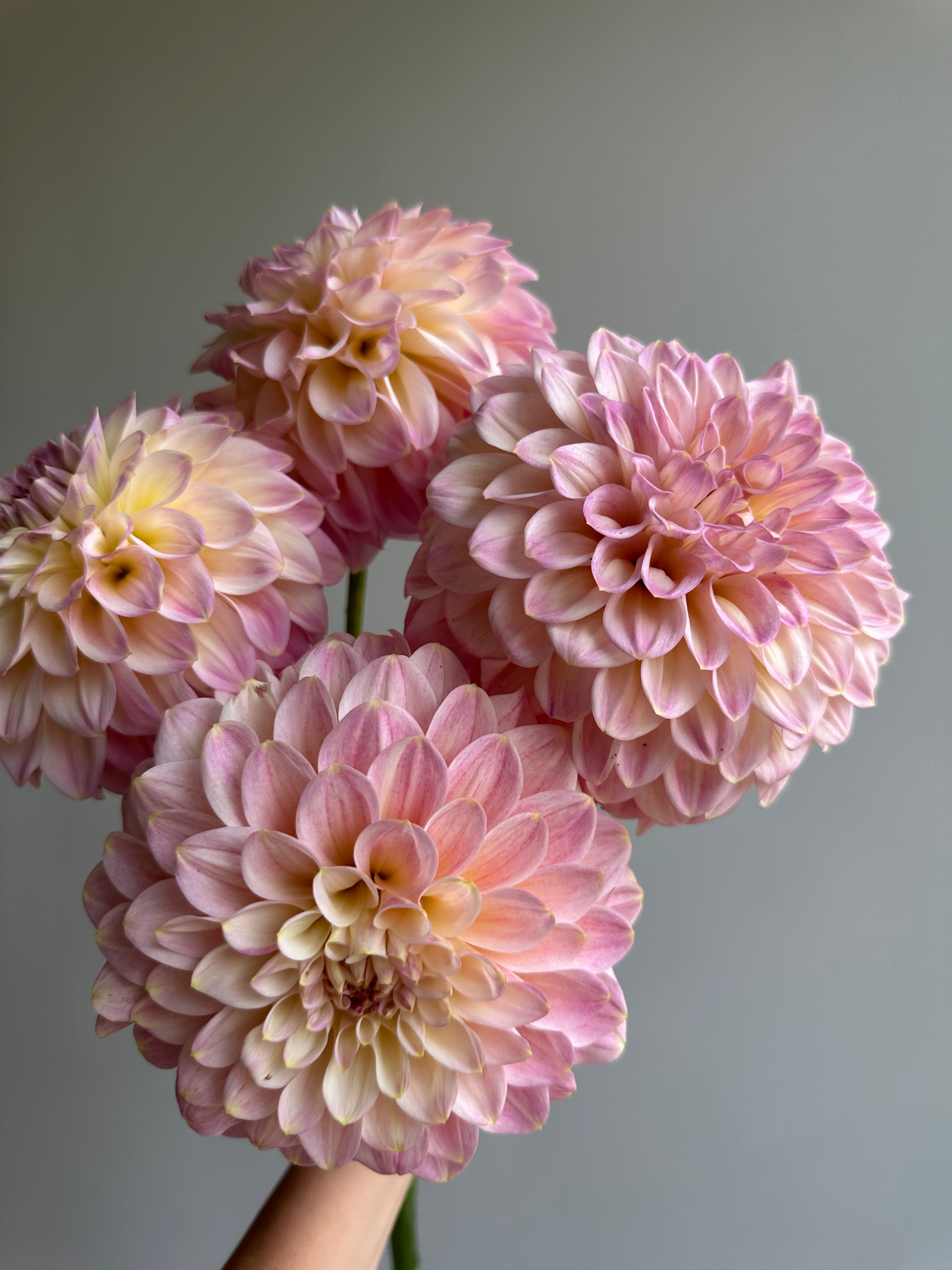 Dahlia Arnside Rose