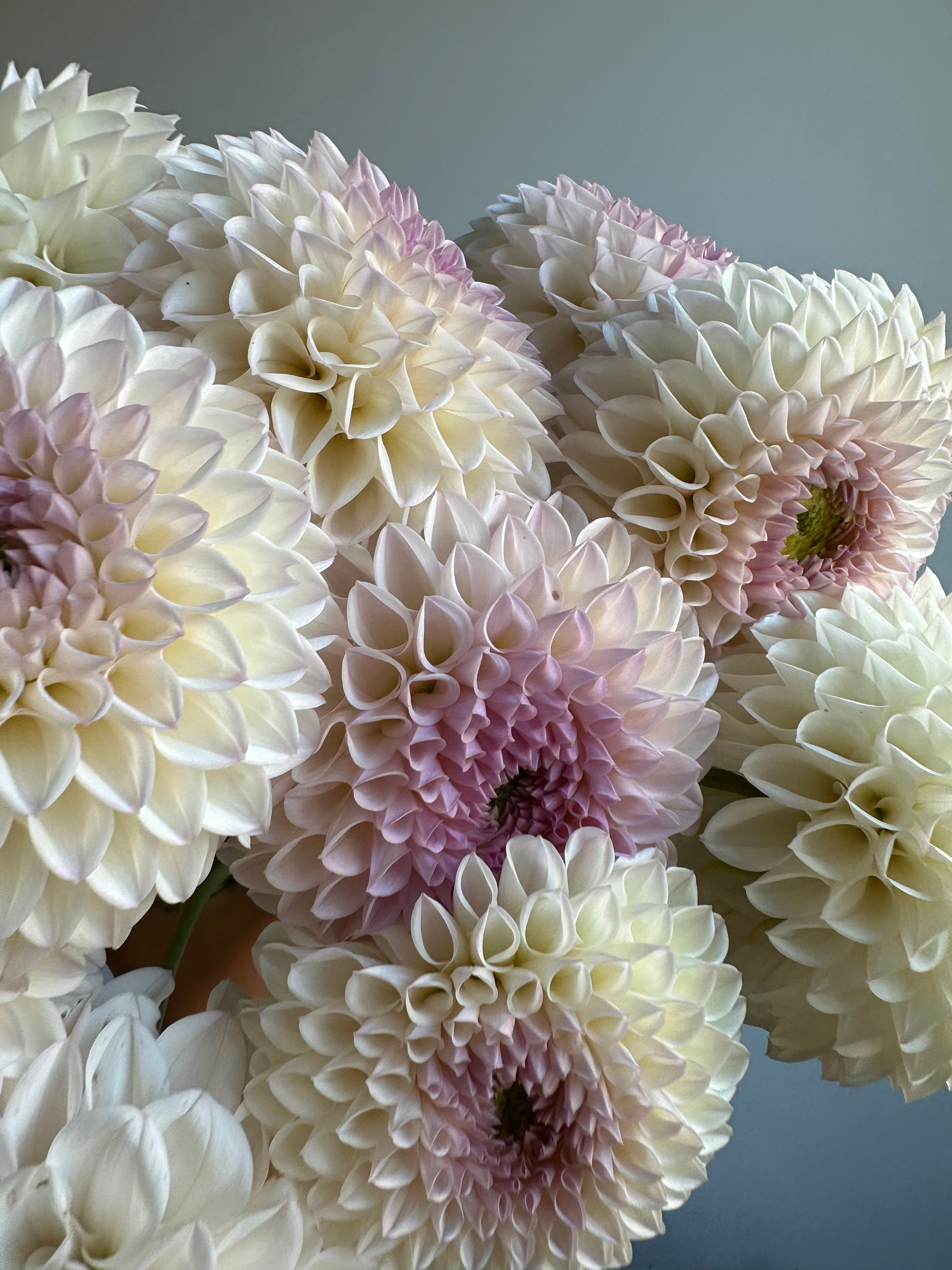 Dahlia Pink Pearl