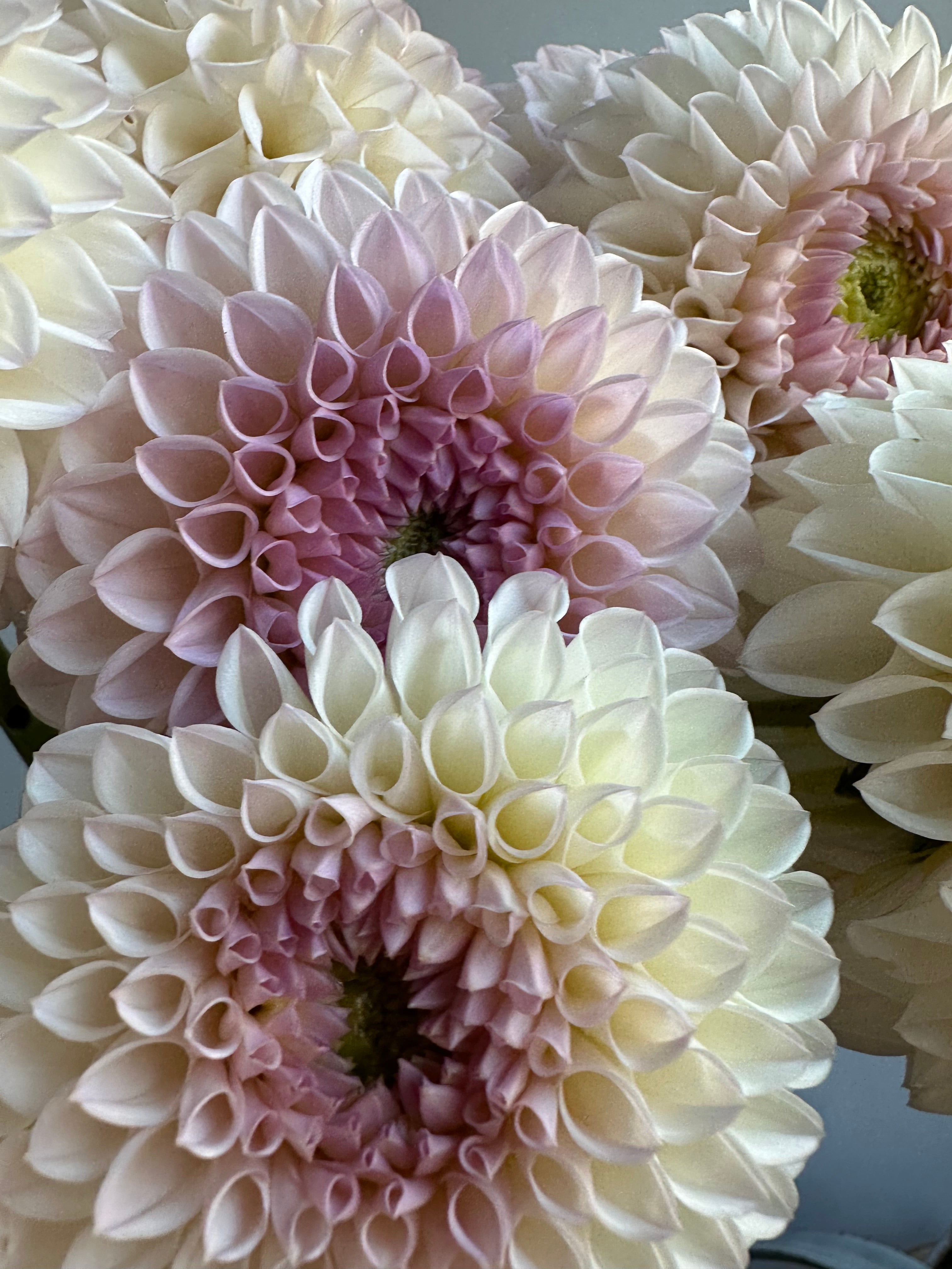 Dahlia Pink Pearl