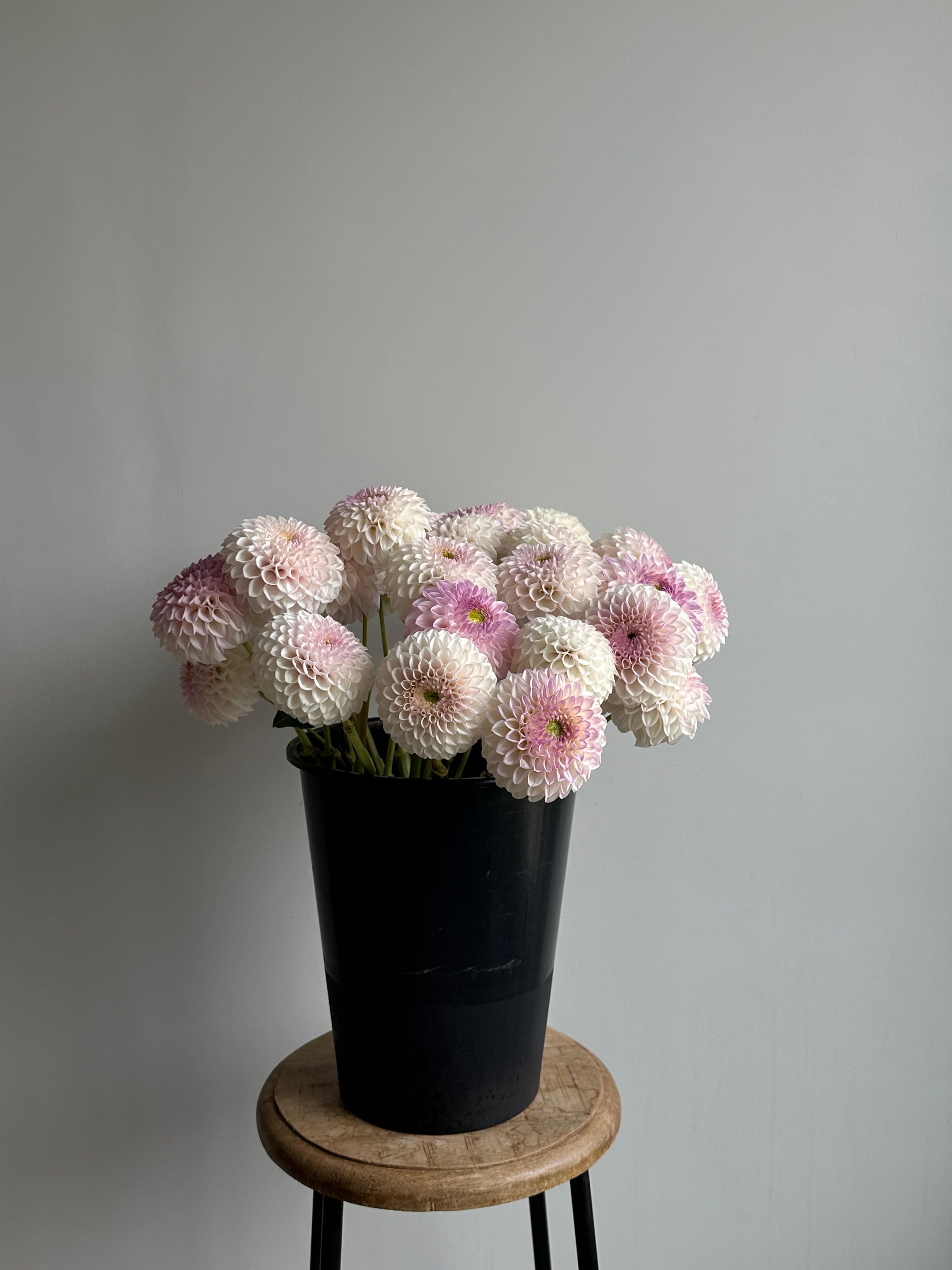 Dahlia Pink Pearl