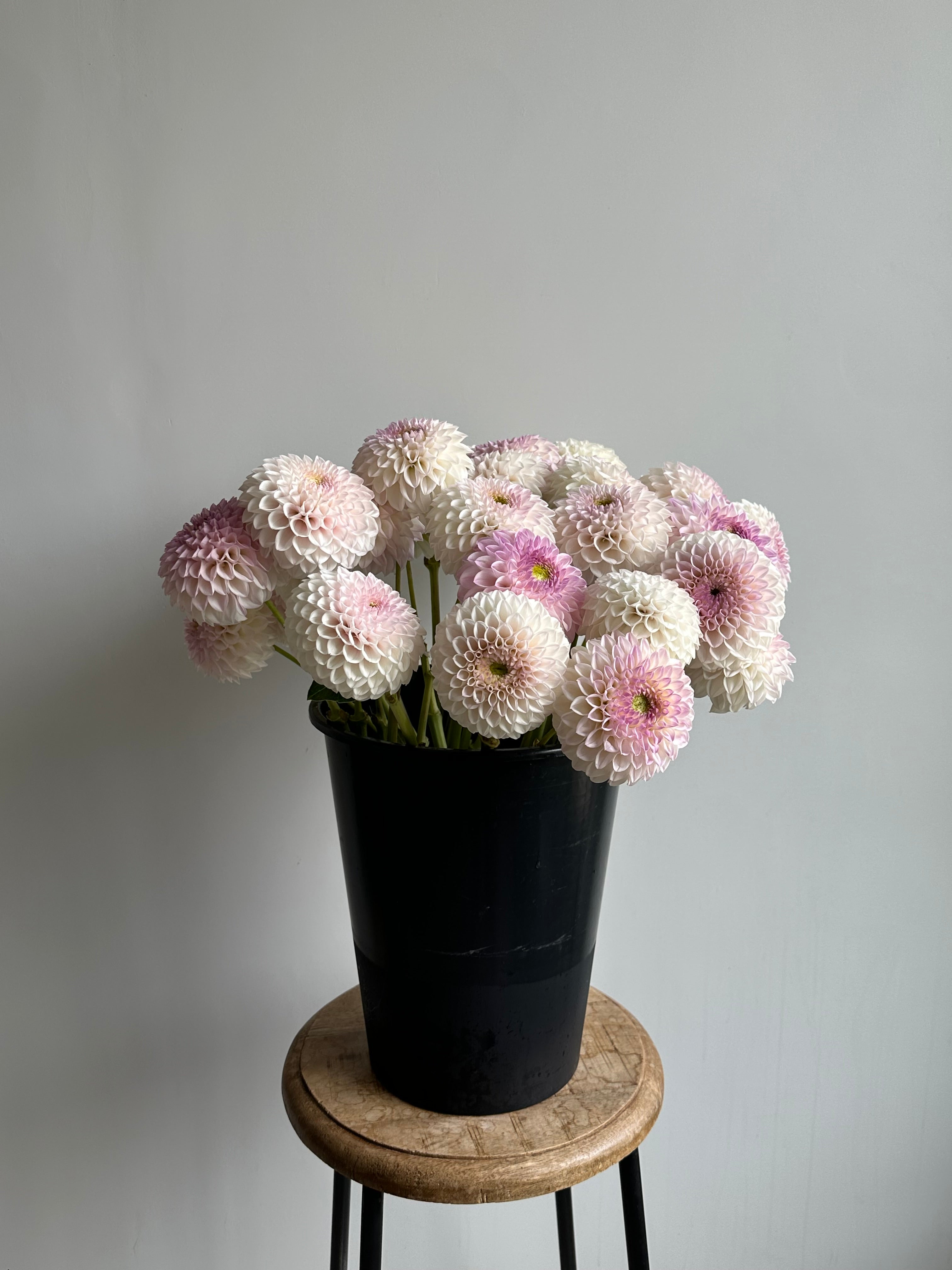 Dahlia Pink Pearl