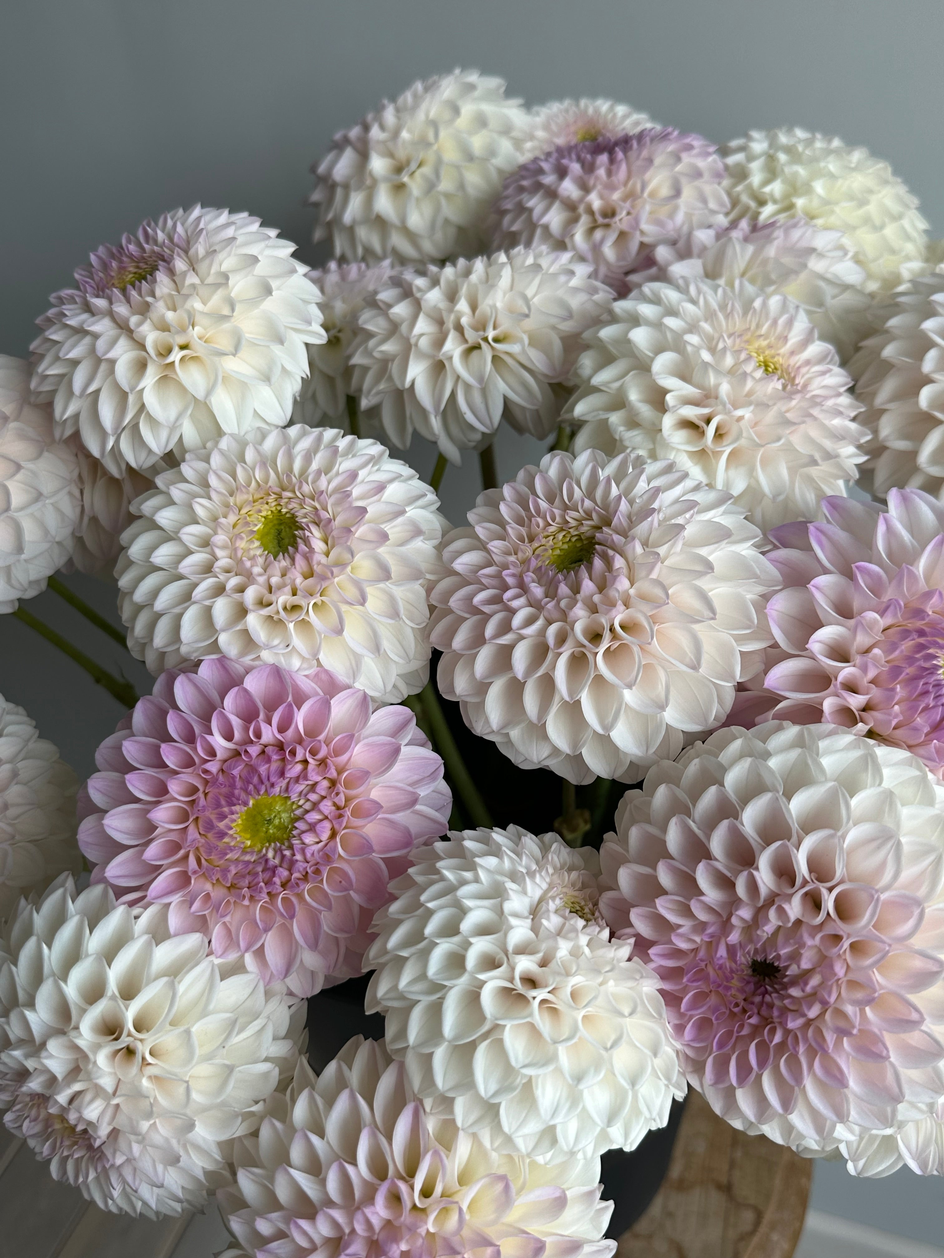 Dahlia Pink Pearl