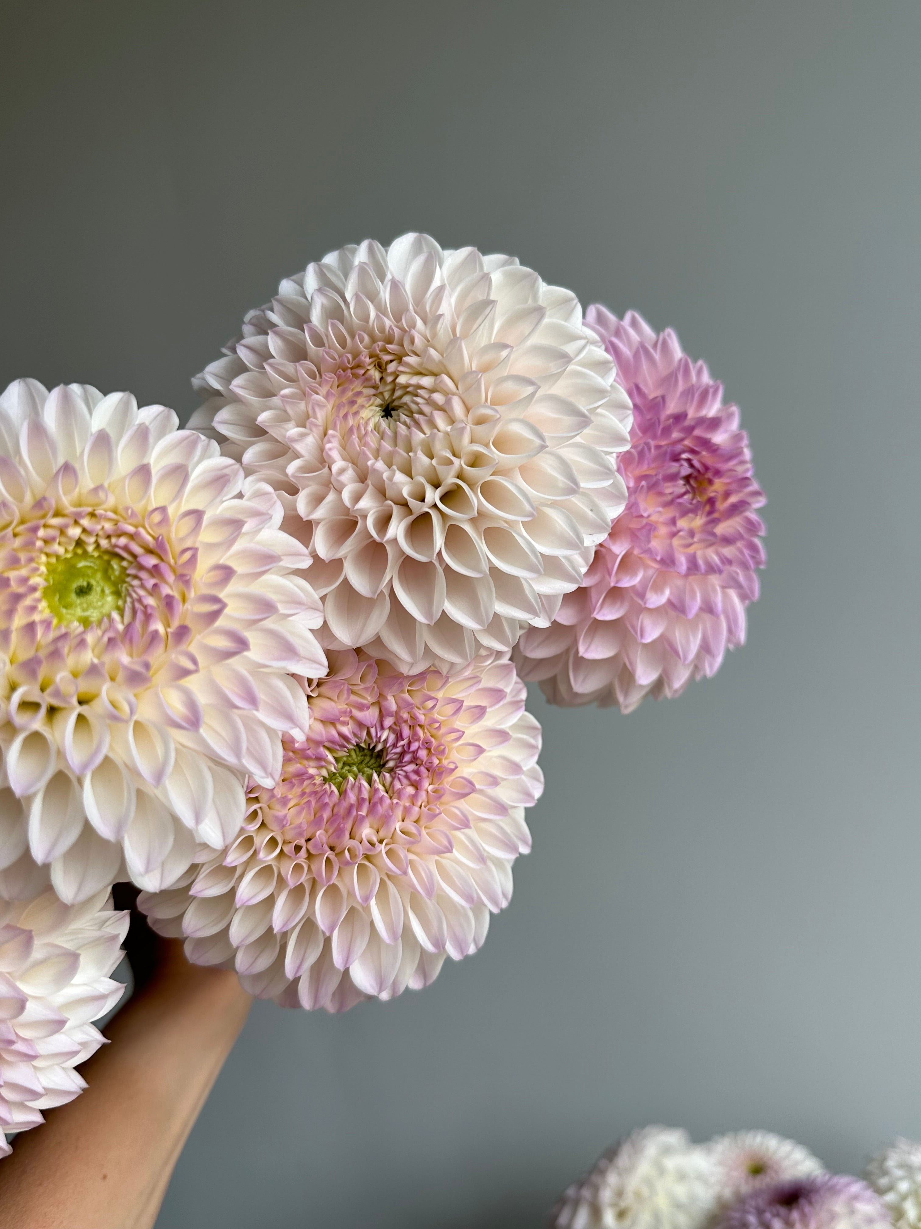 Dahlia Pink Pearl