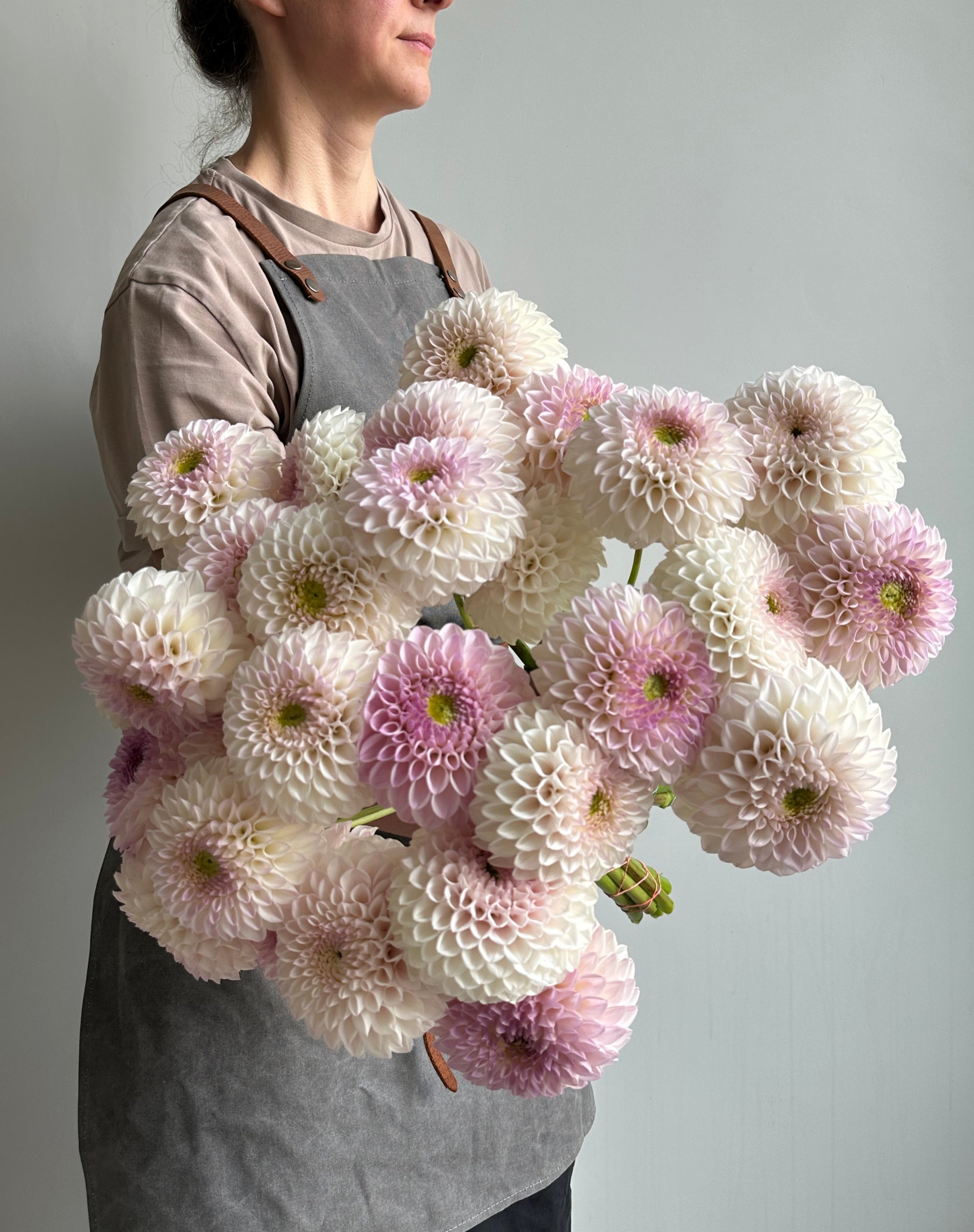 Dahlia Pink Pearl