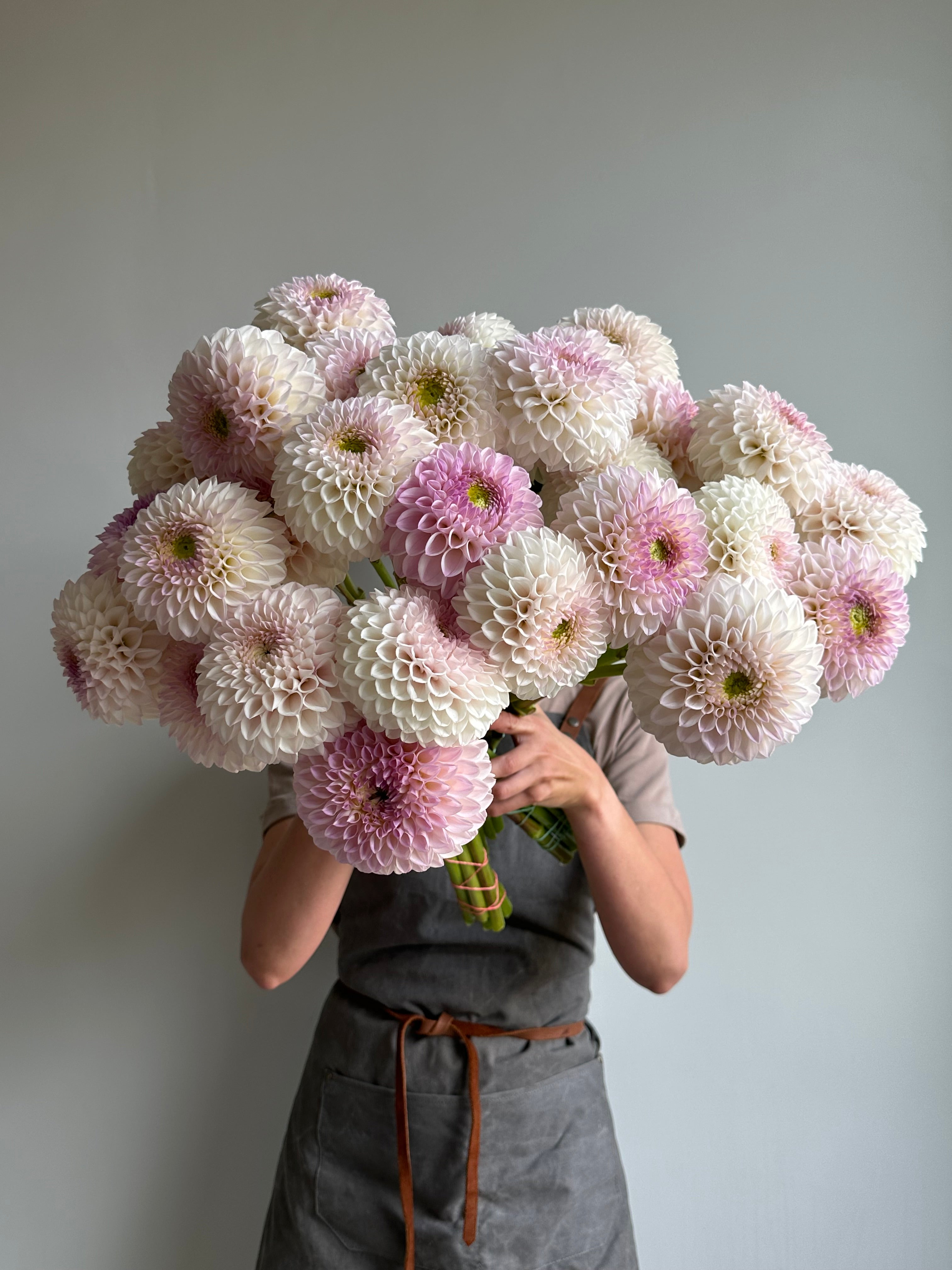 Dahlia Pink Pearl