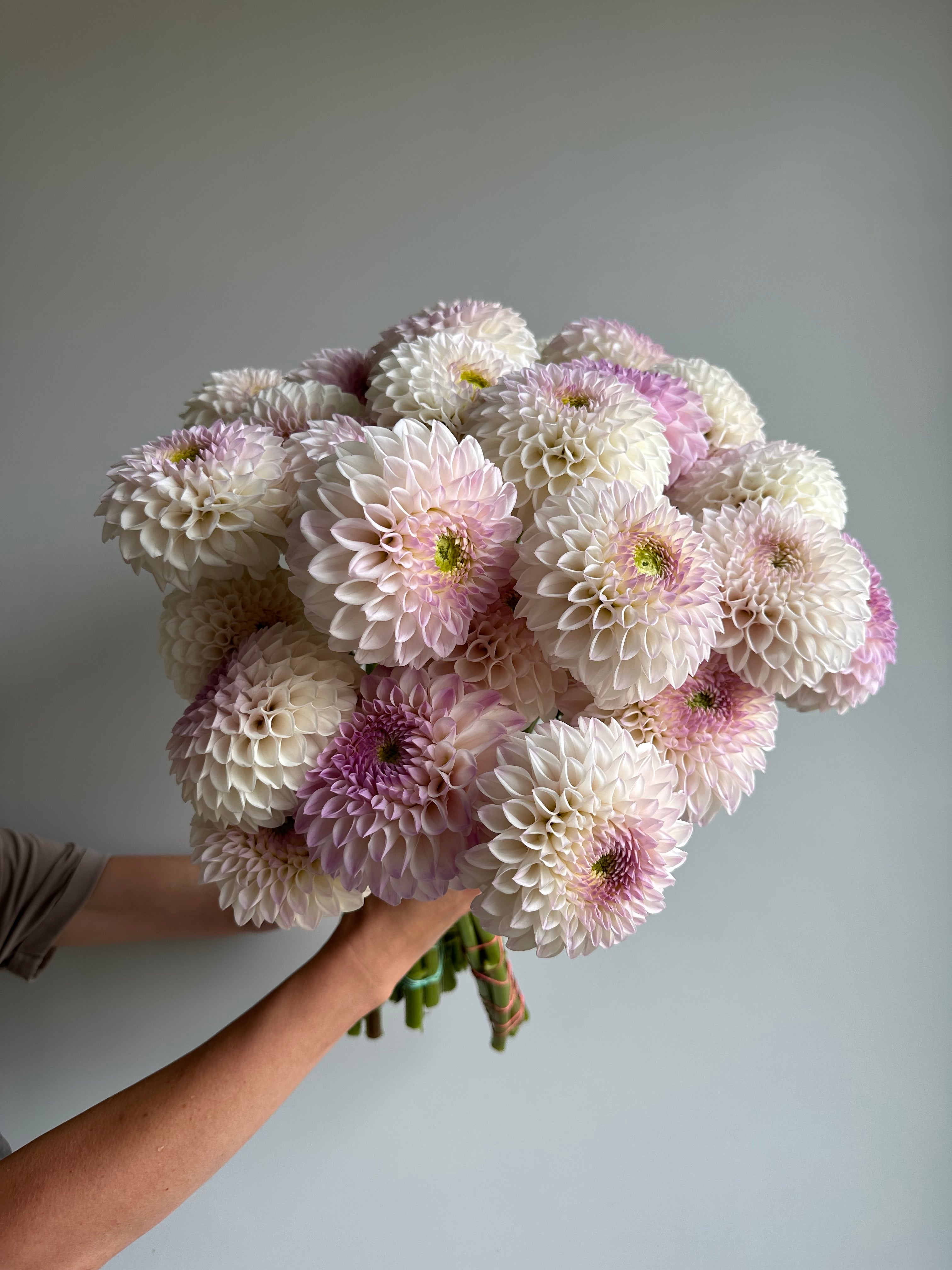 Dahlia Pink Pearl