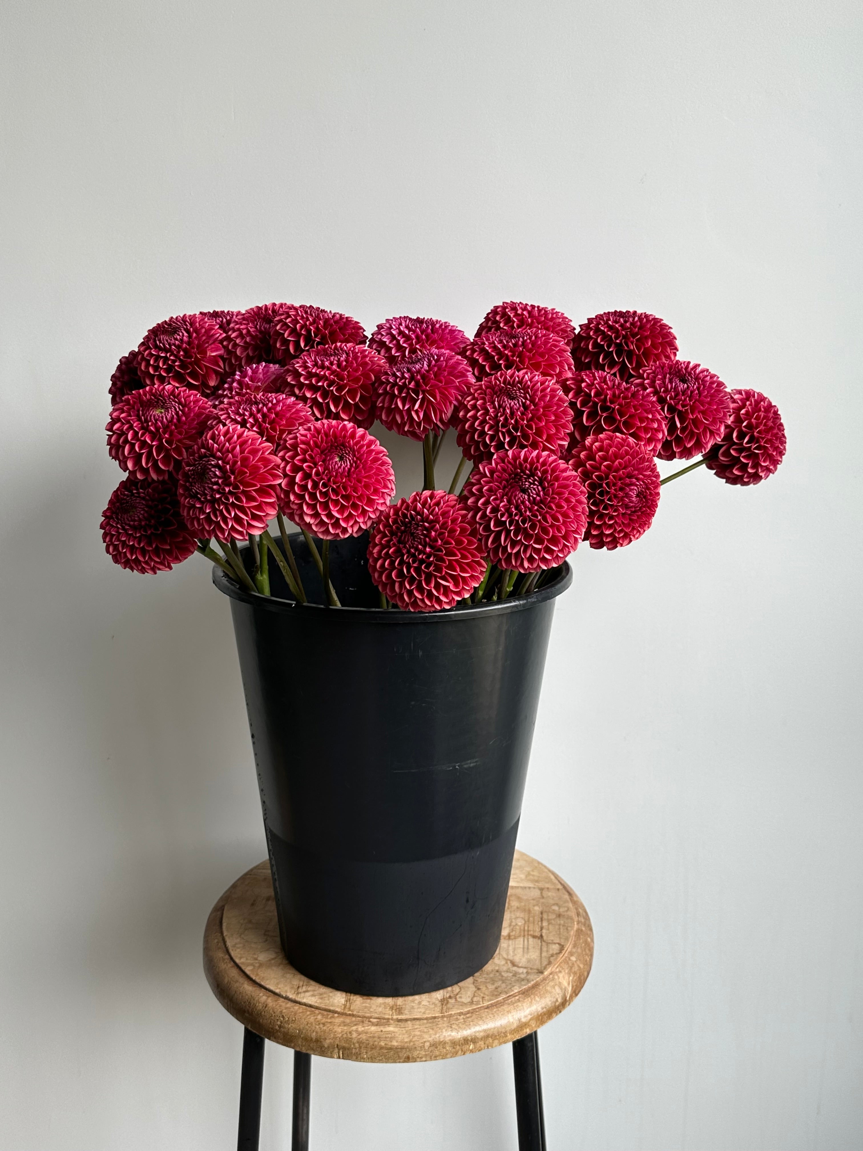 Dahlia Copper Boy