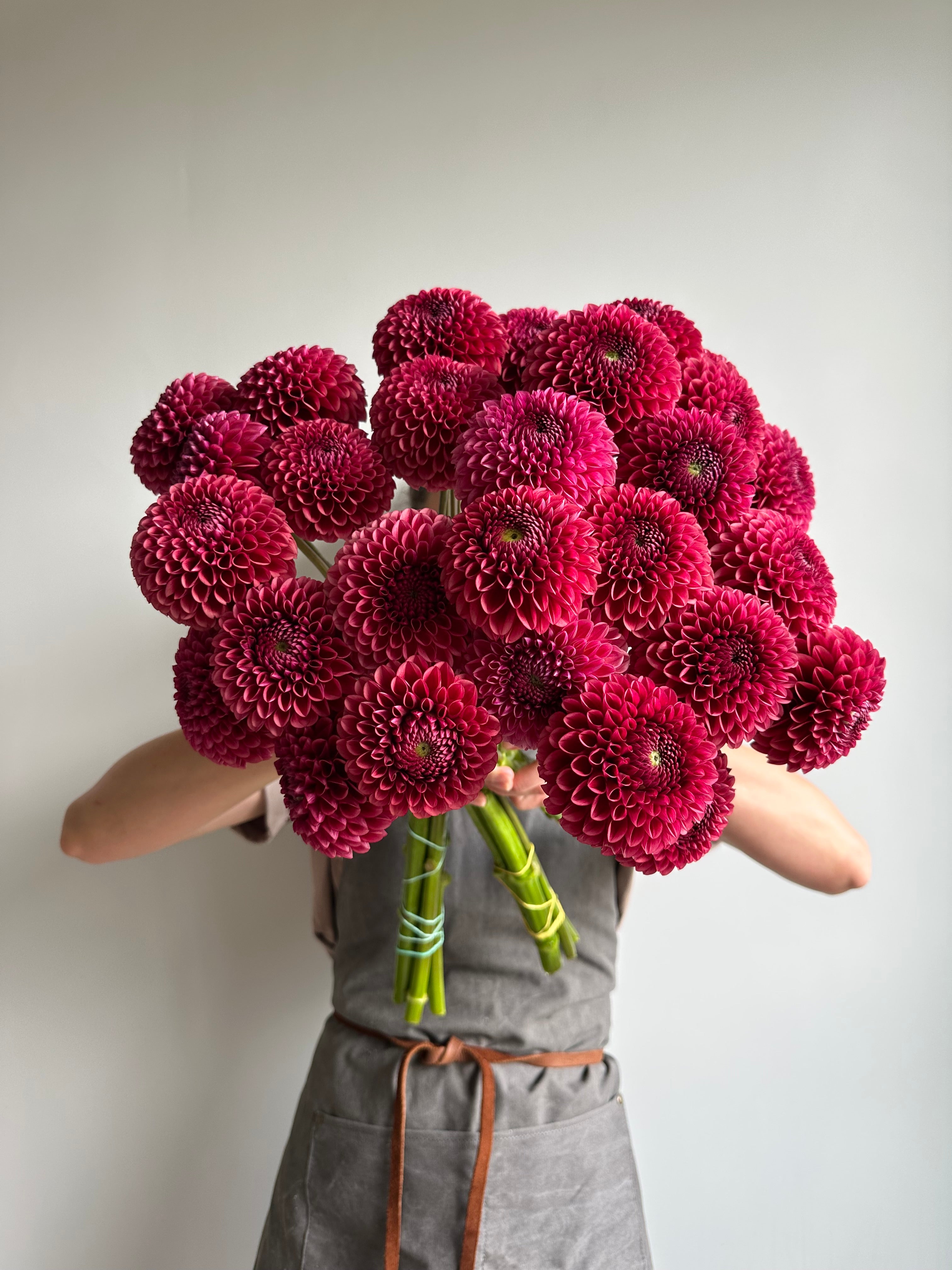 Dahlia Copper Boy