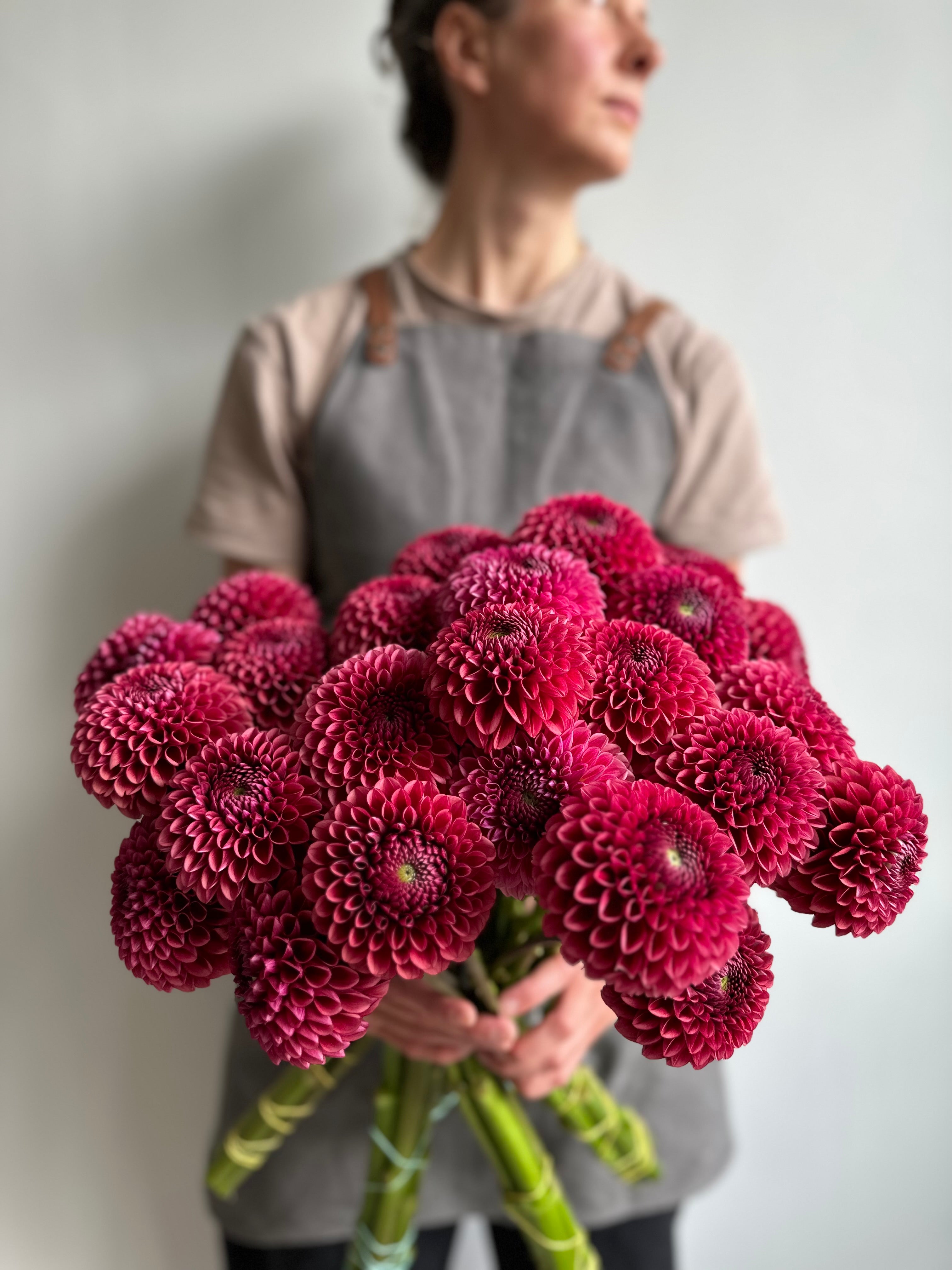 Dahlia Copper Boy