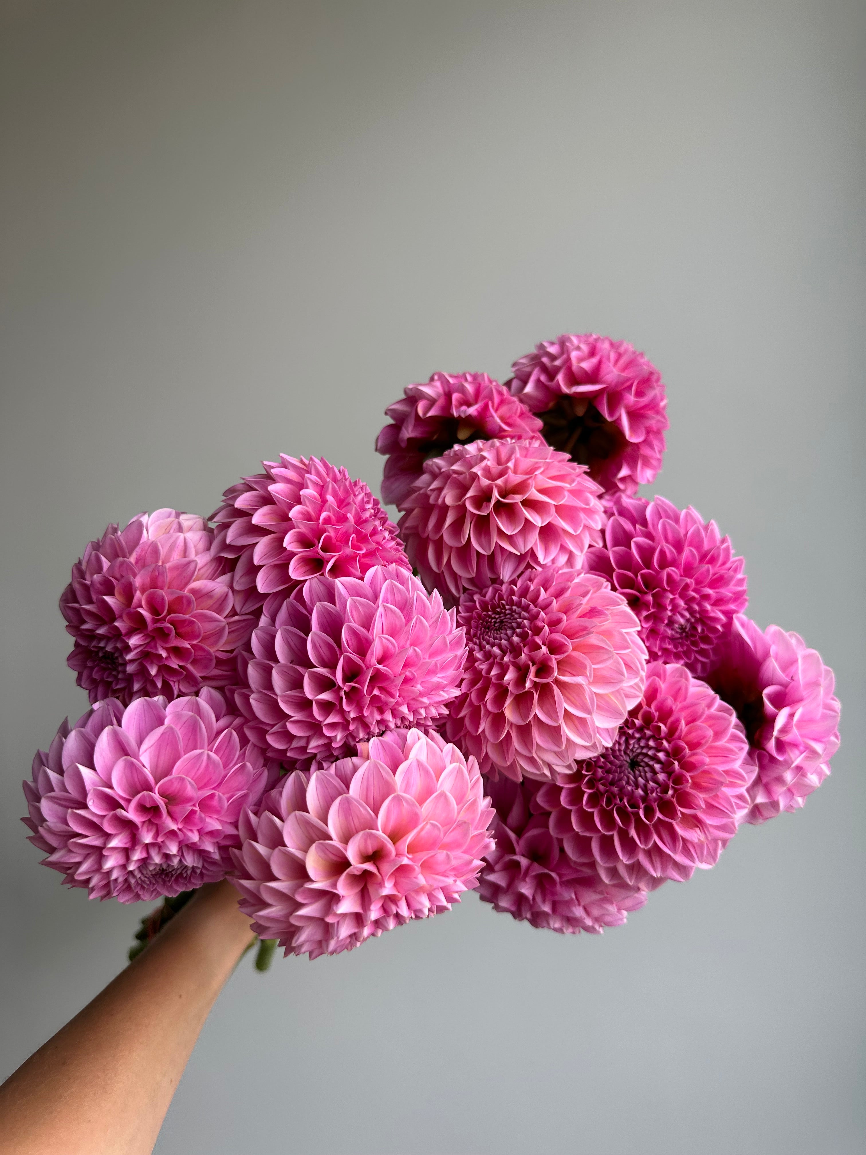 Dahlia Sweet Fabienne