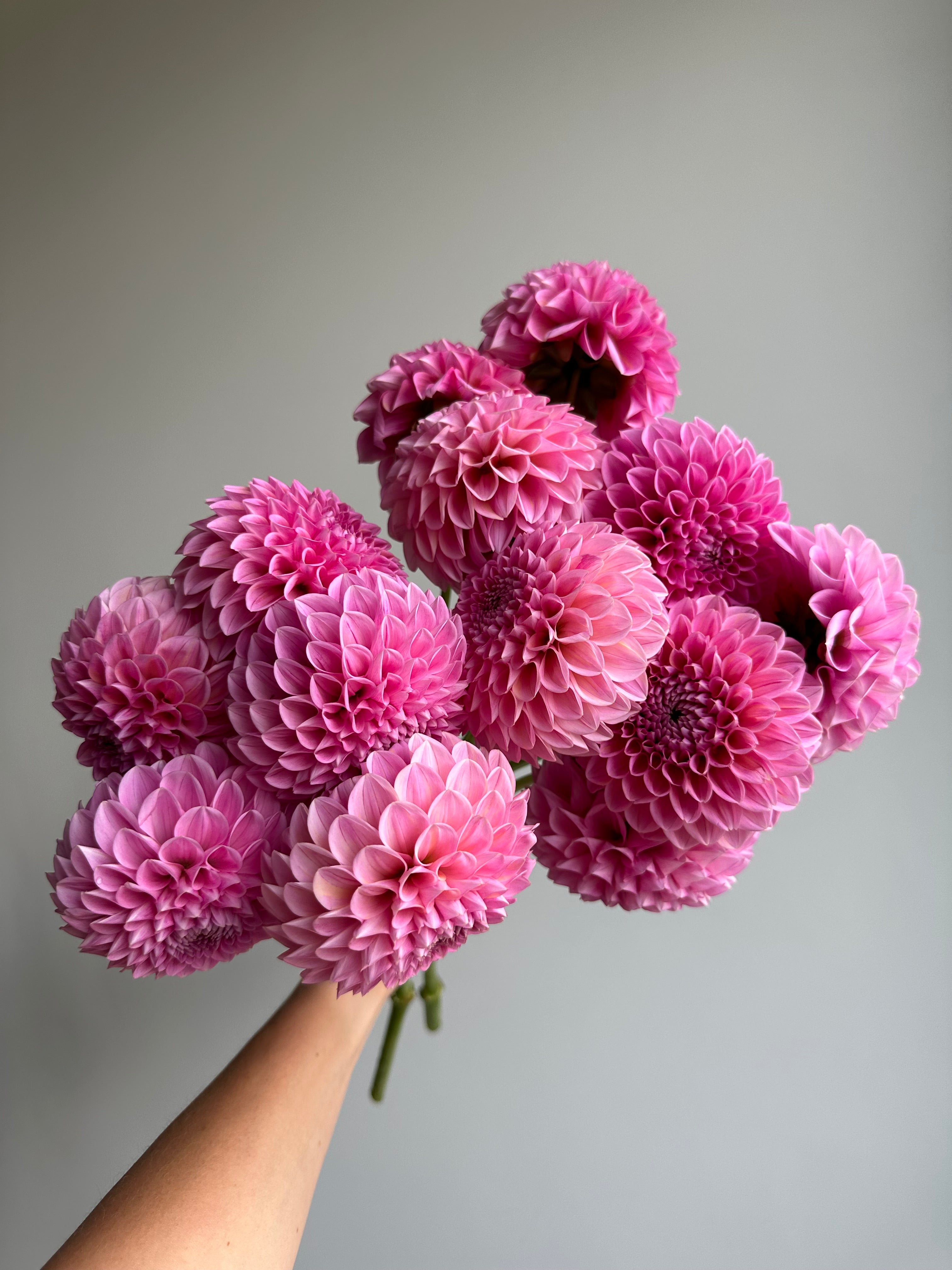 Dahlia Sweet Fabienne