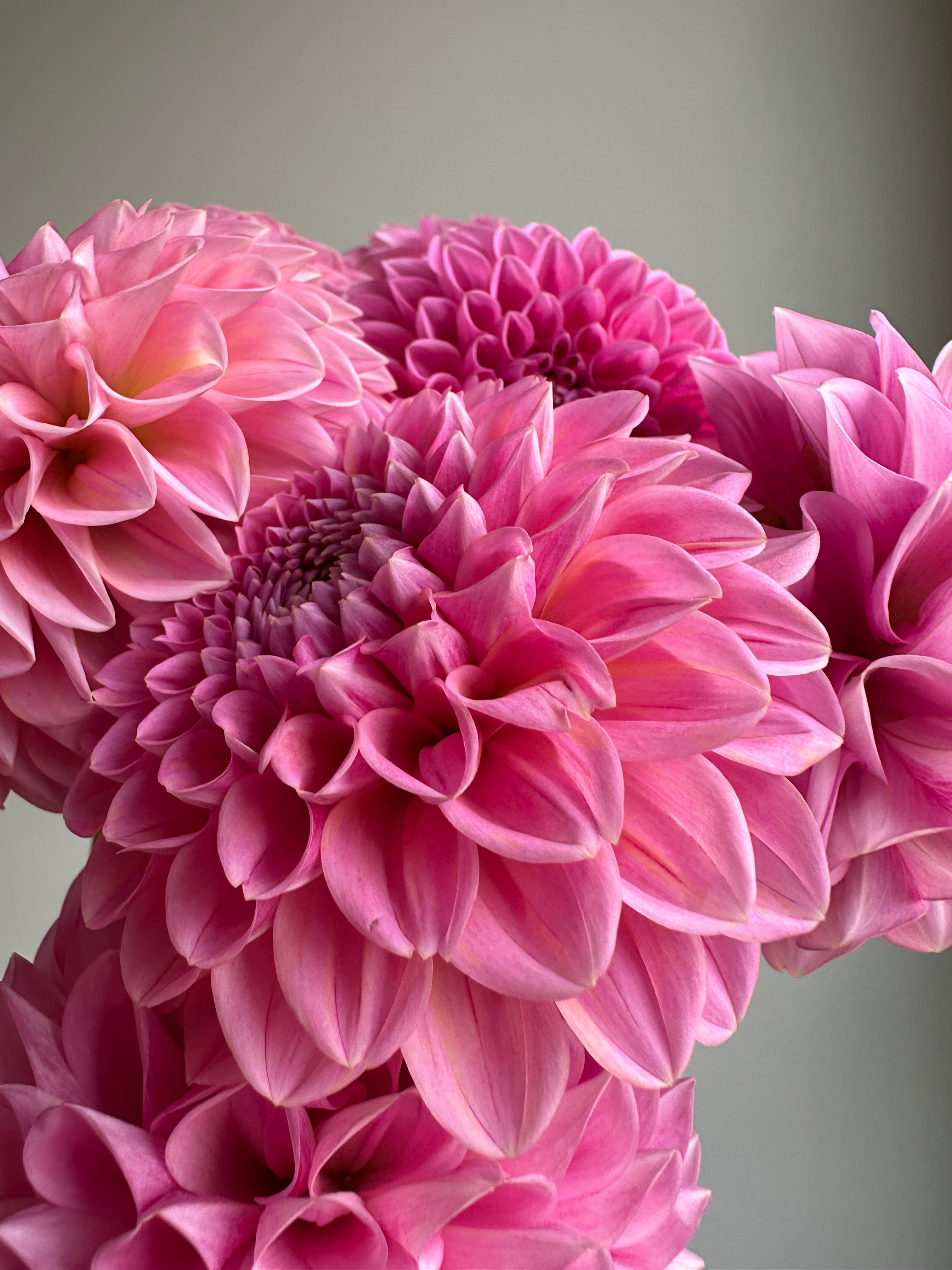 Dahlia Sweet Fabienne