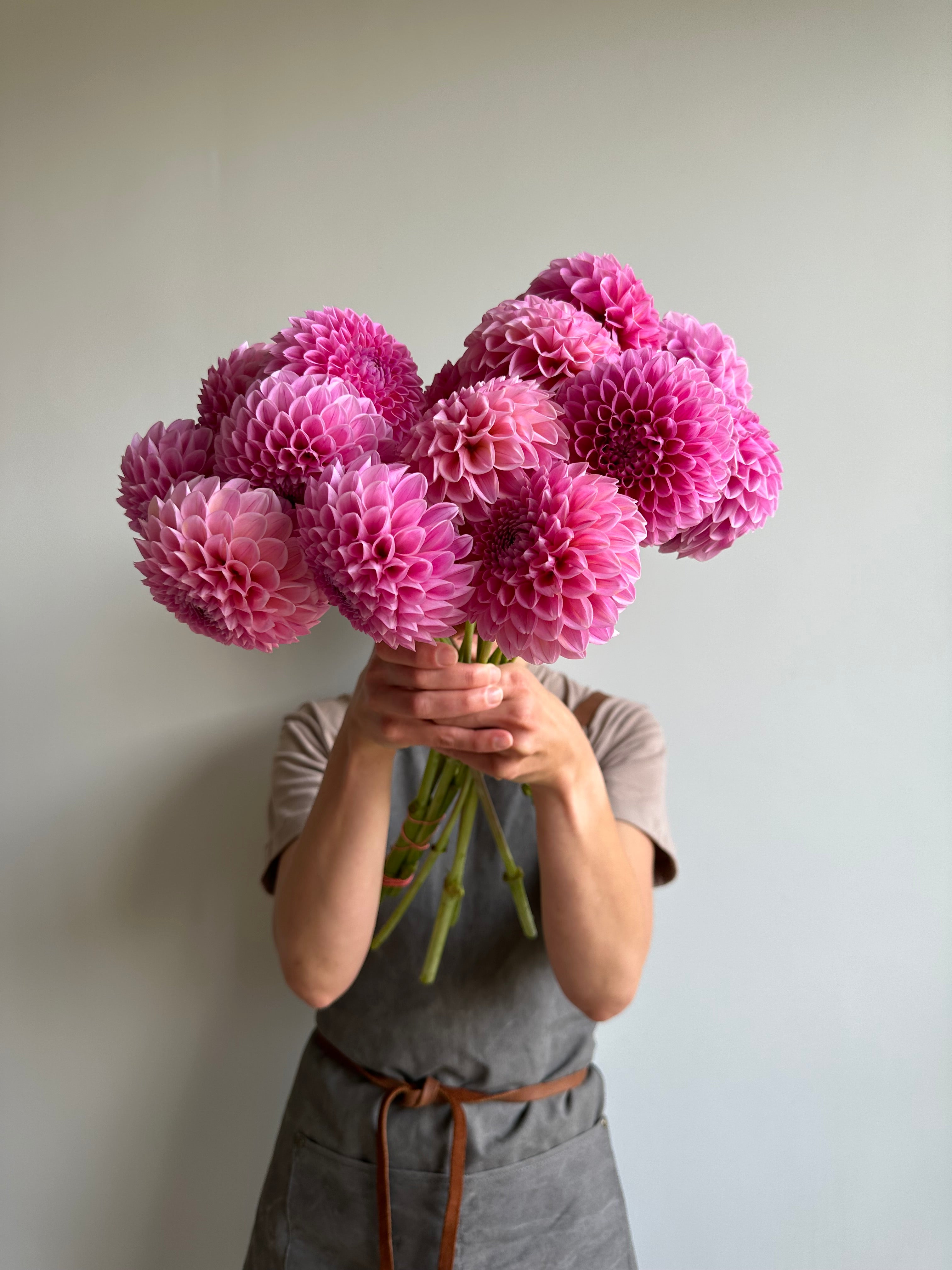 Dahlia Sweet Fabienne