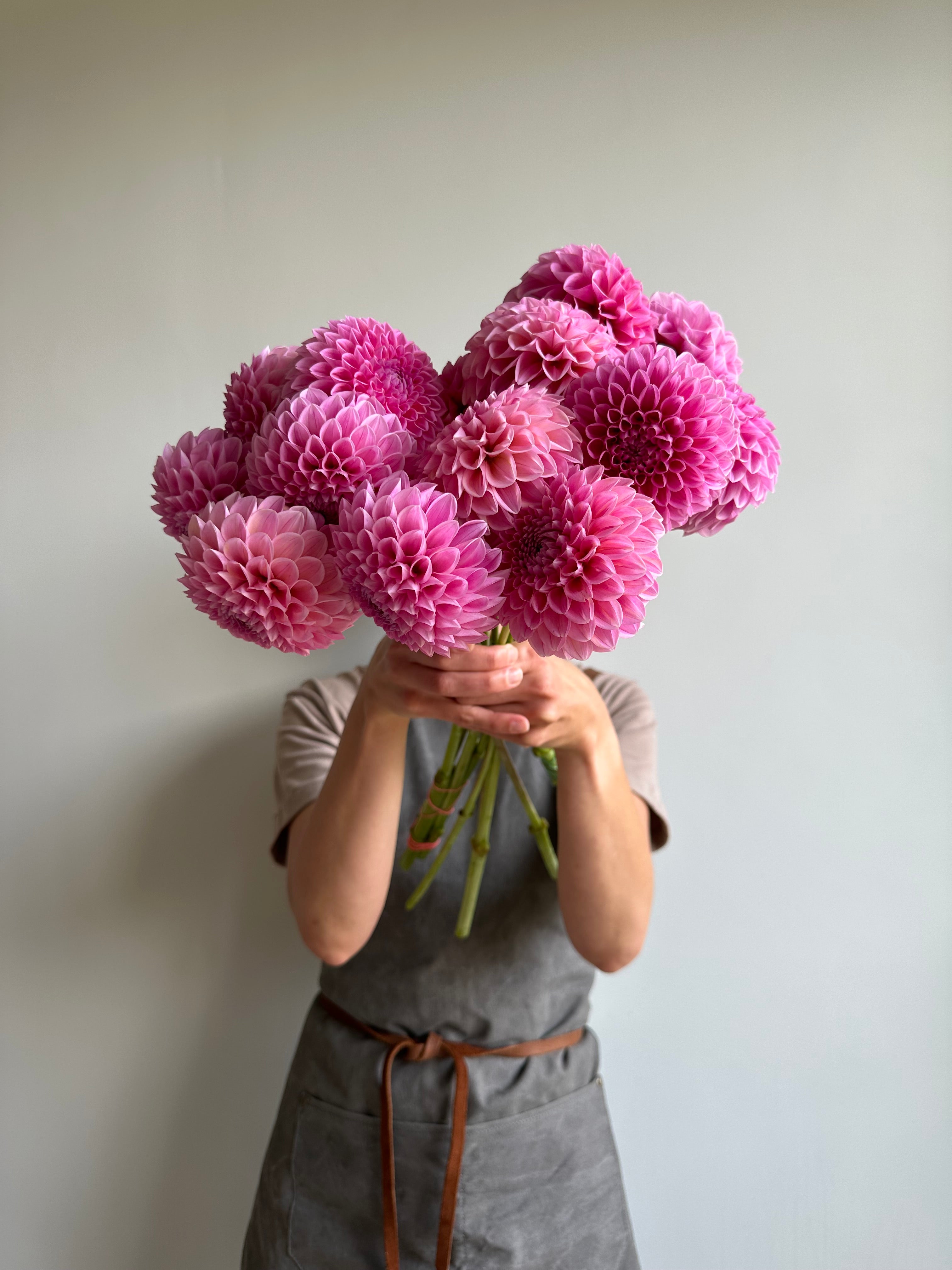 Dahlia Sweet Fabienne