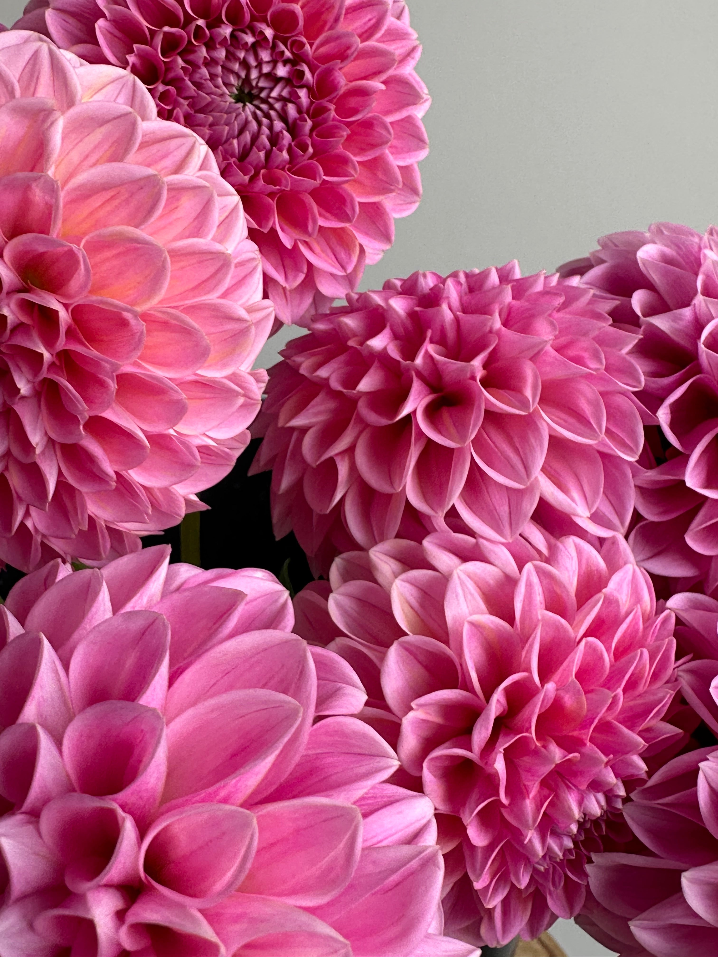 Dahlia Sweet Fabienne